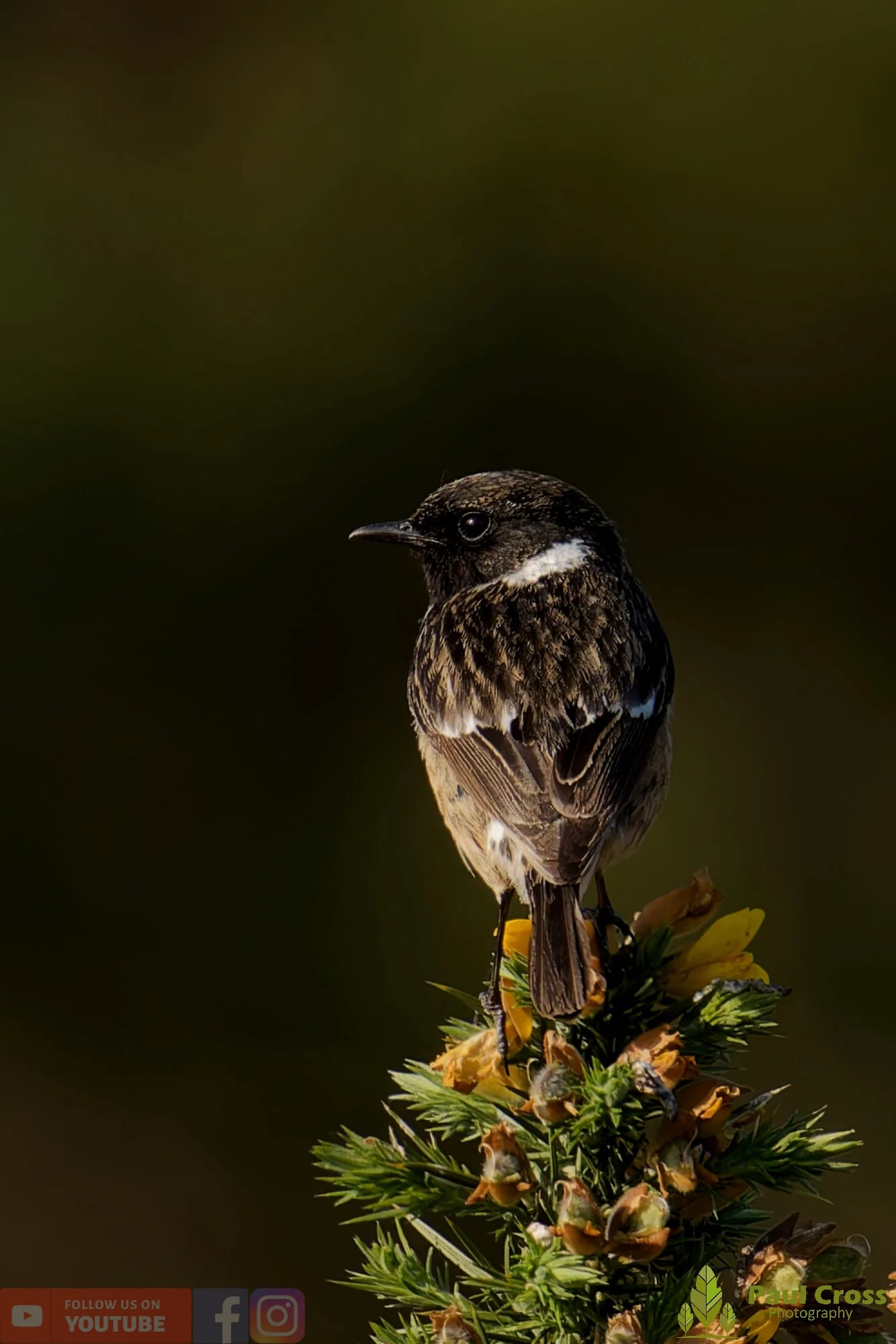 StoneChat-00045.jpg