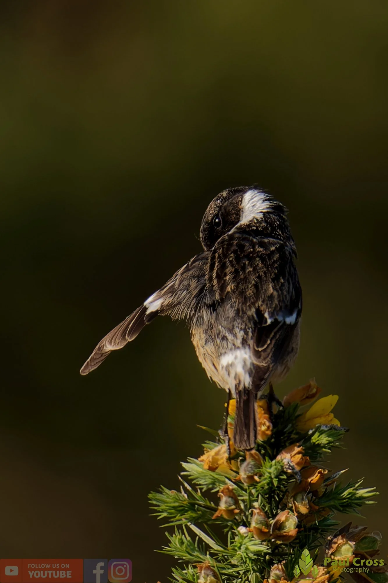StoneChat-00046.jpg