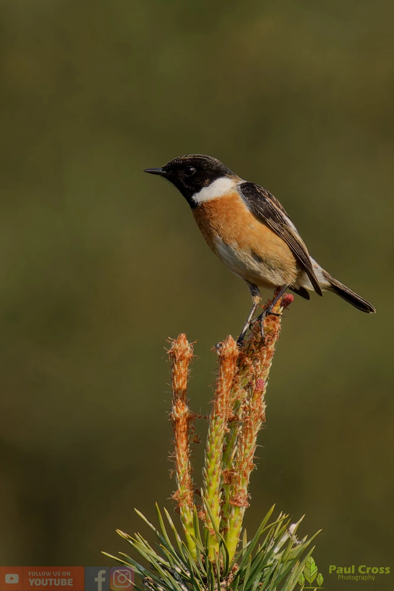 StoneChat-00047.jpg