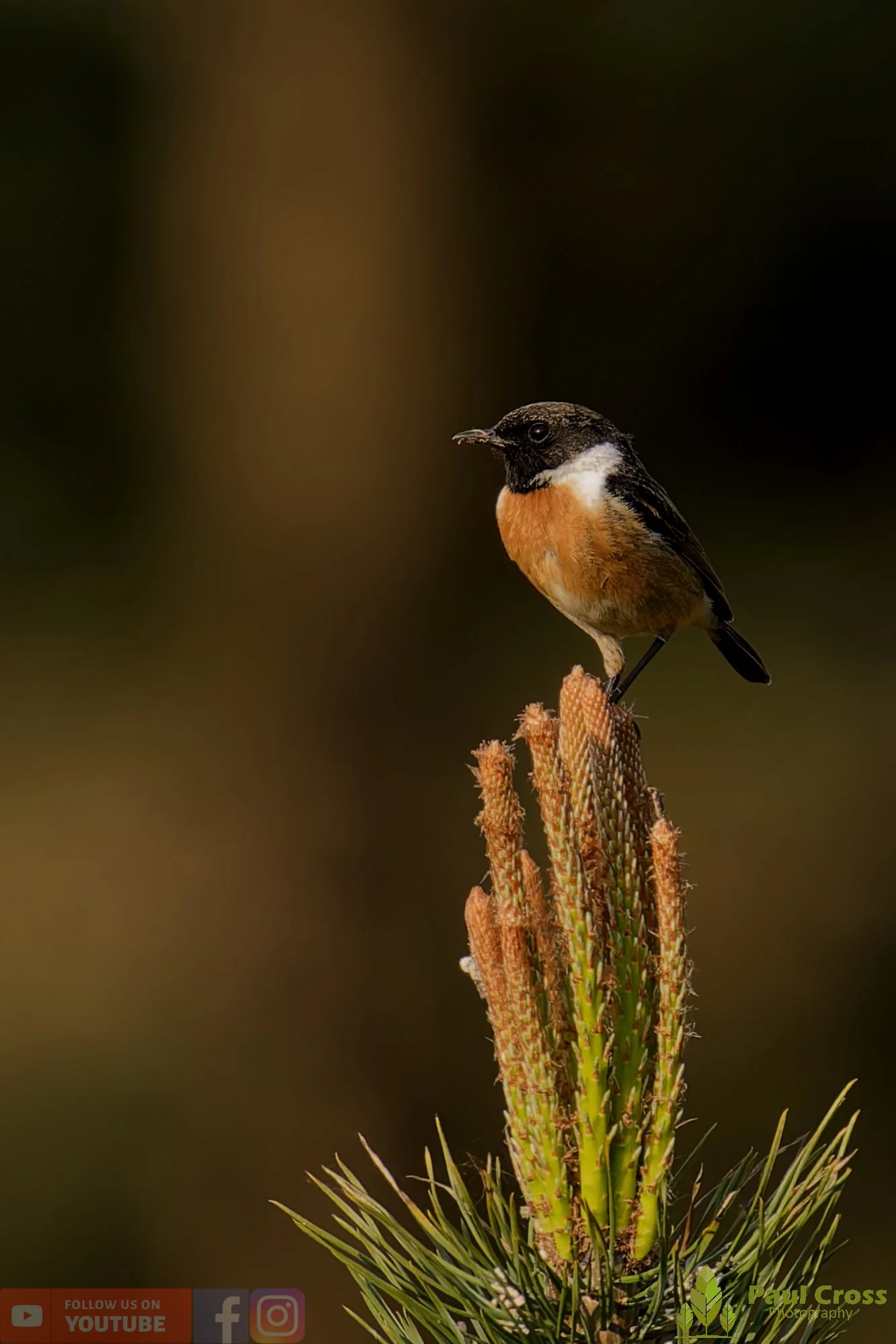 StoneChat-00048.jpg
