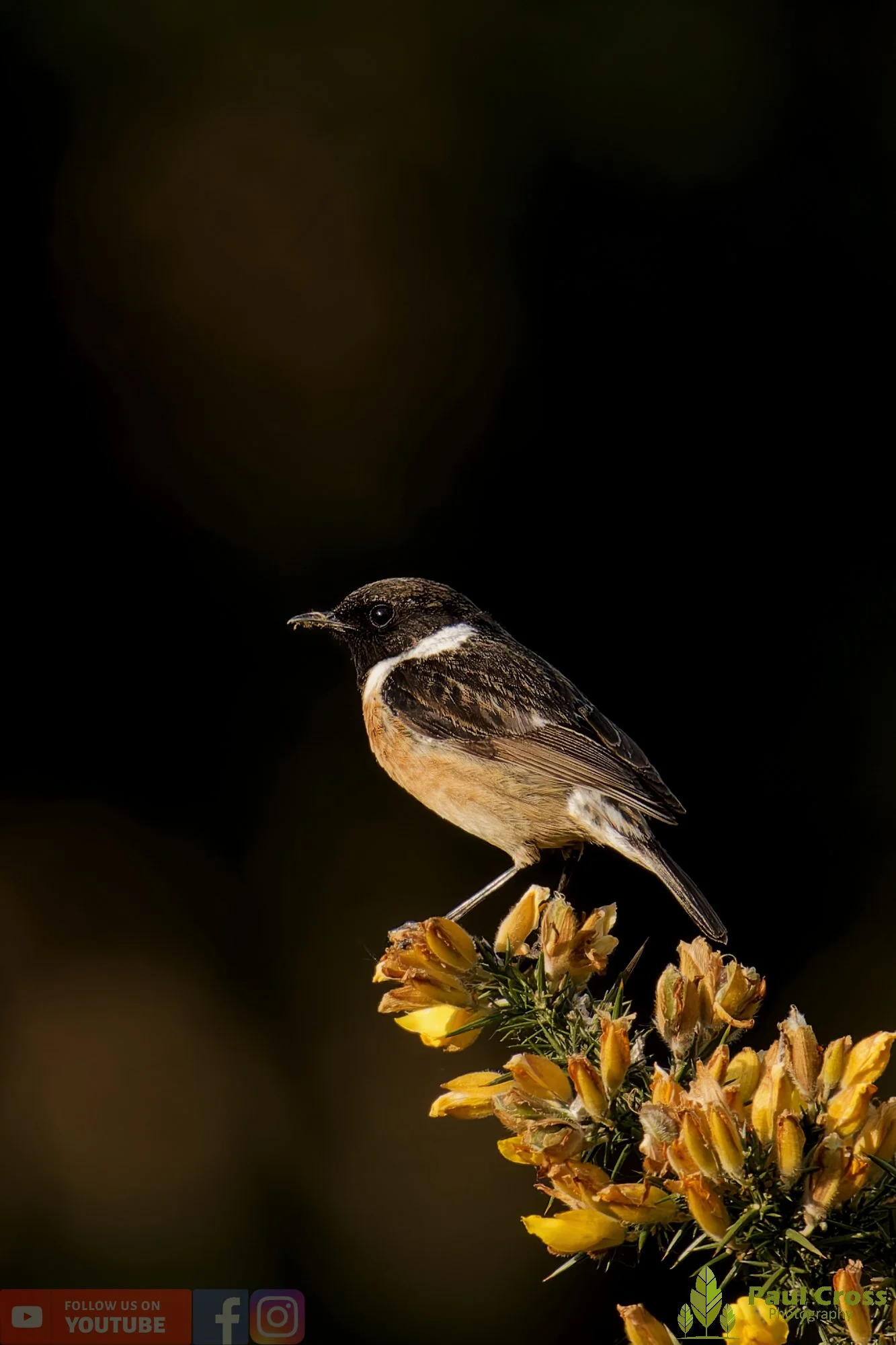 StoneChat-00049.jpg