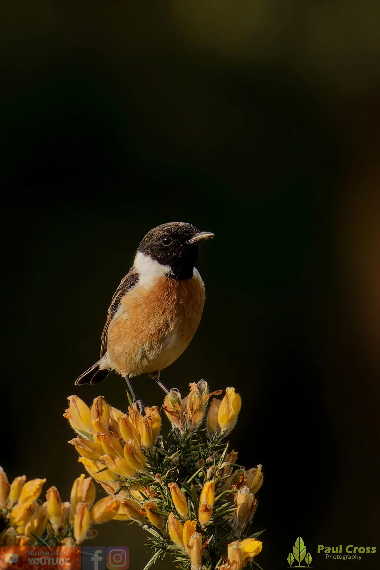 StoneChat-00050.jpg
