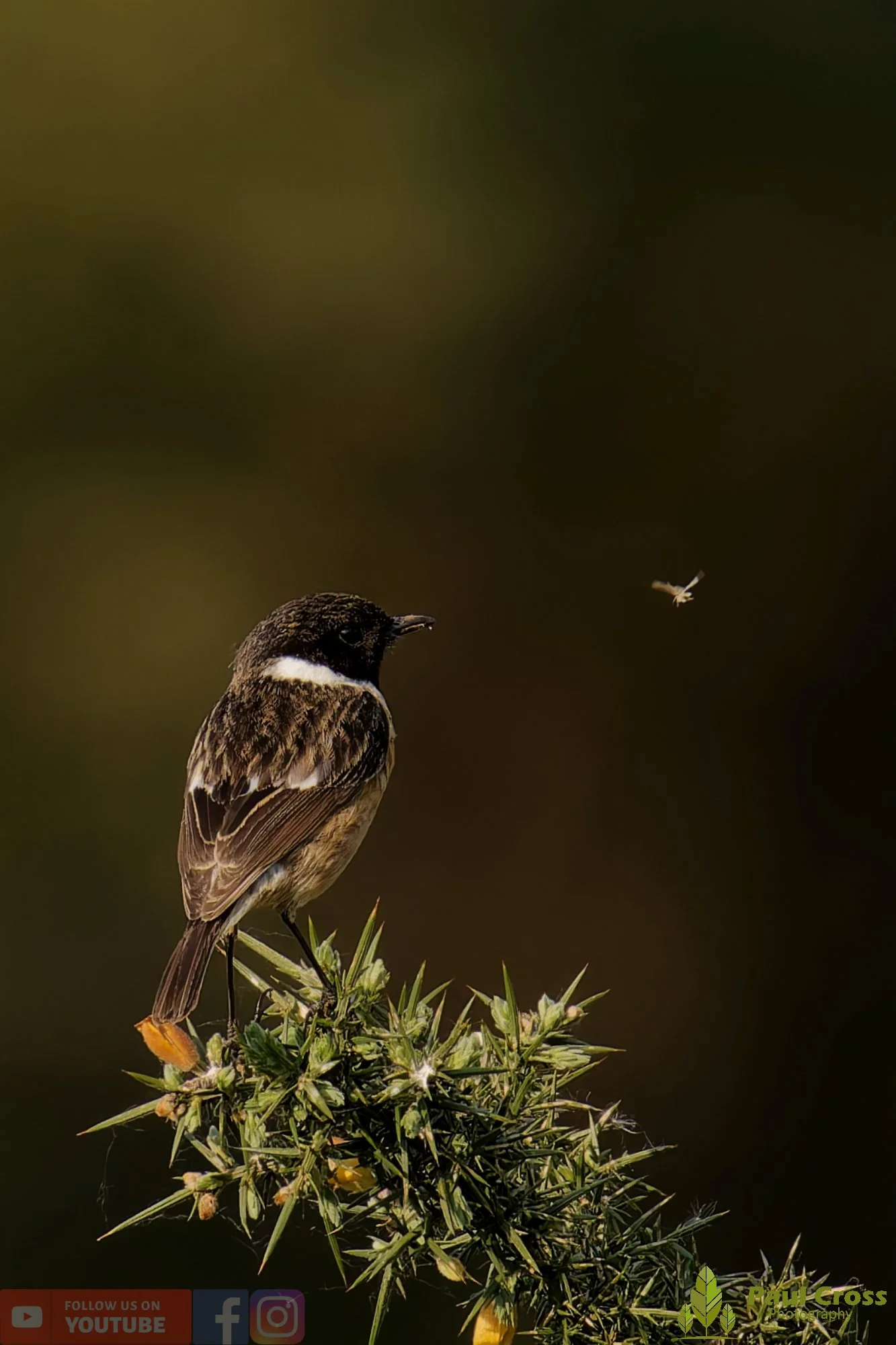 StoneChat-00051.jpg