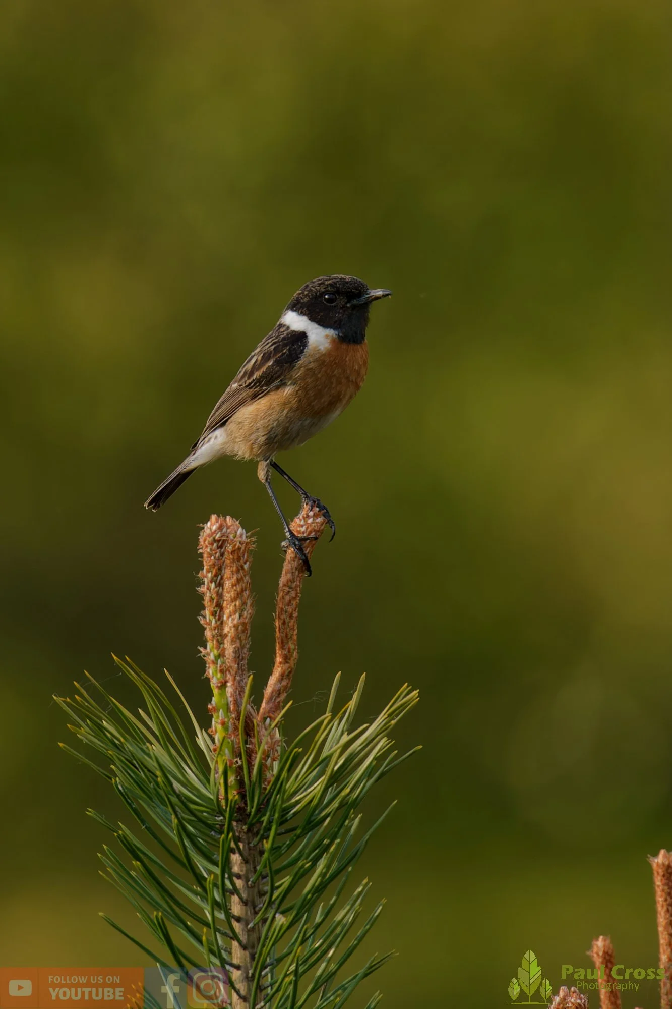 StoneChat-00052.jpg