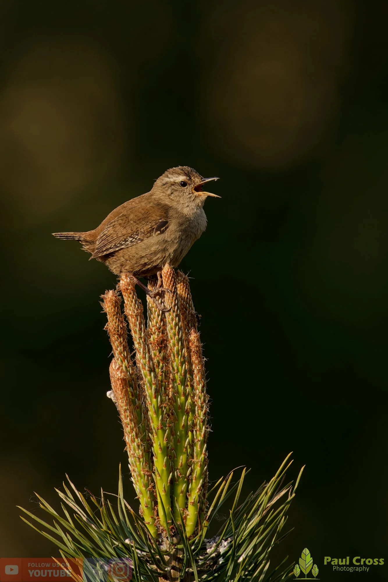 Wren-00603.jpg