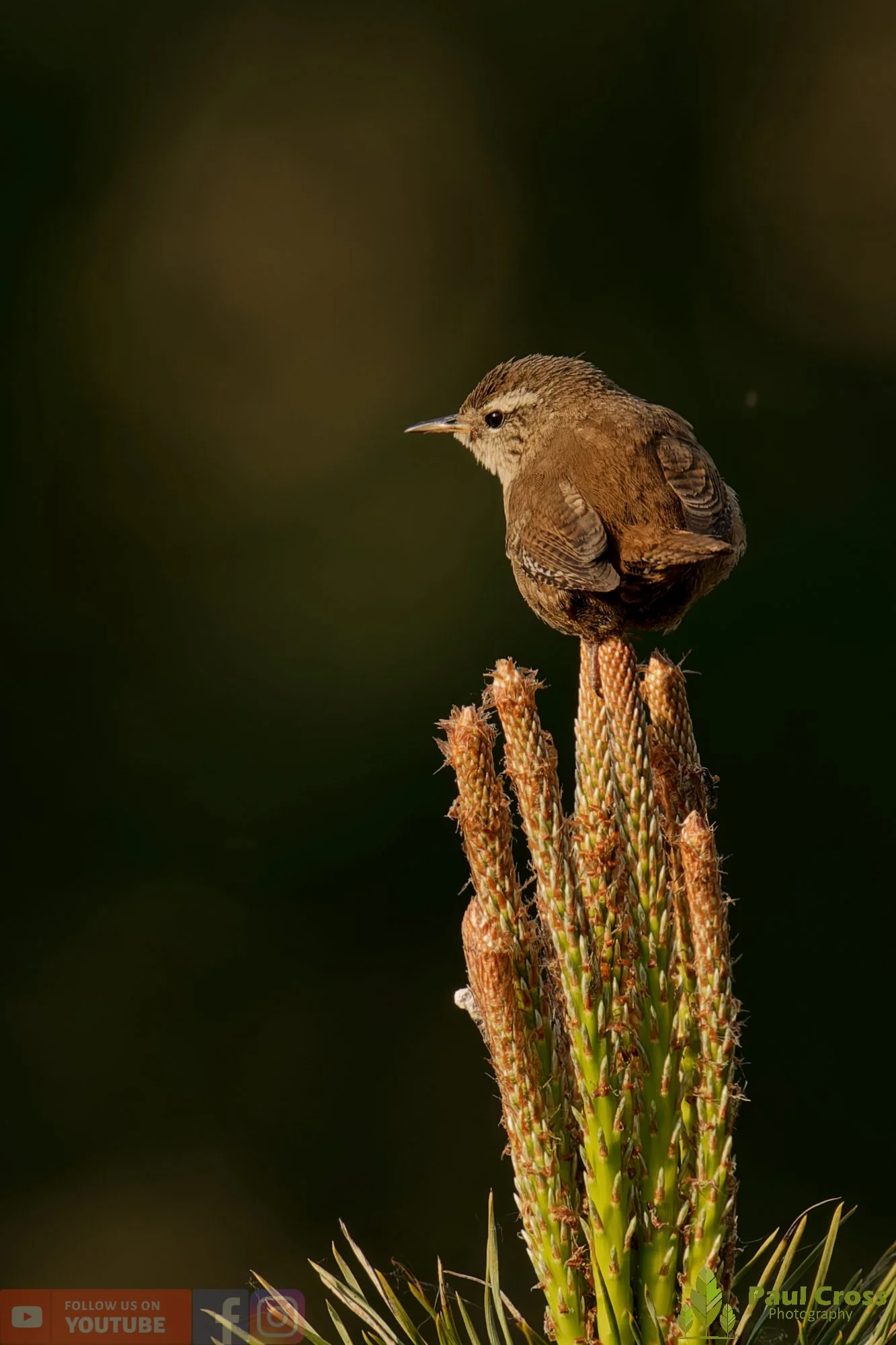 Wren-00604.jpg
