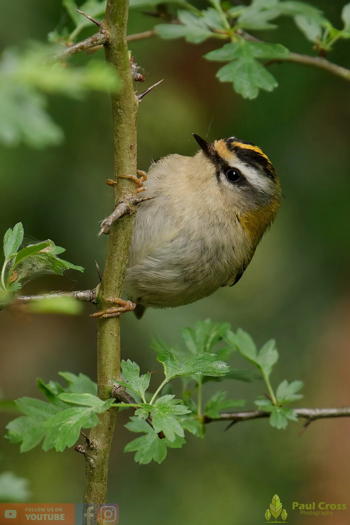 Common Firecrest-00005.jpg