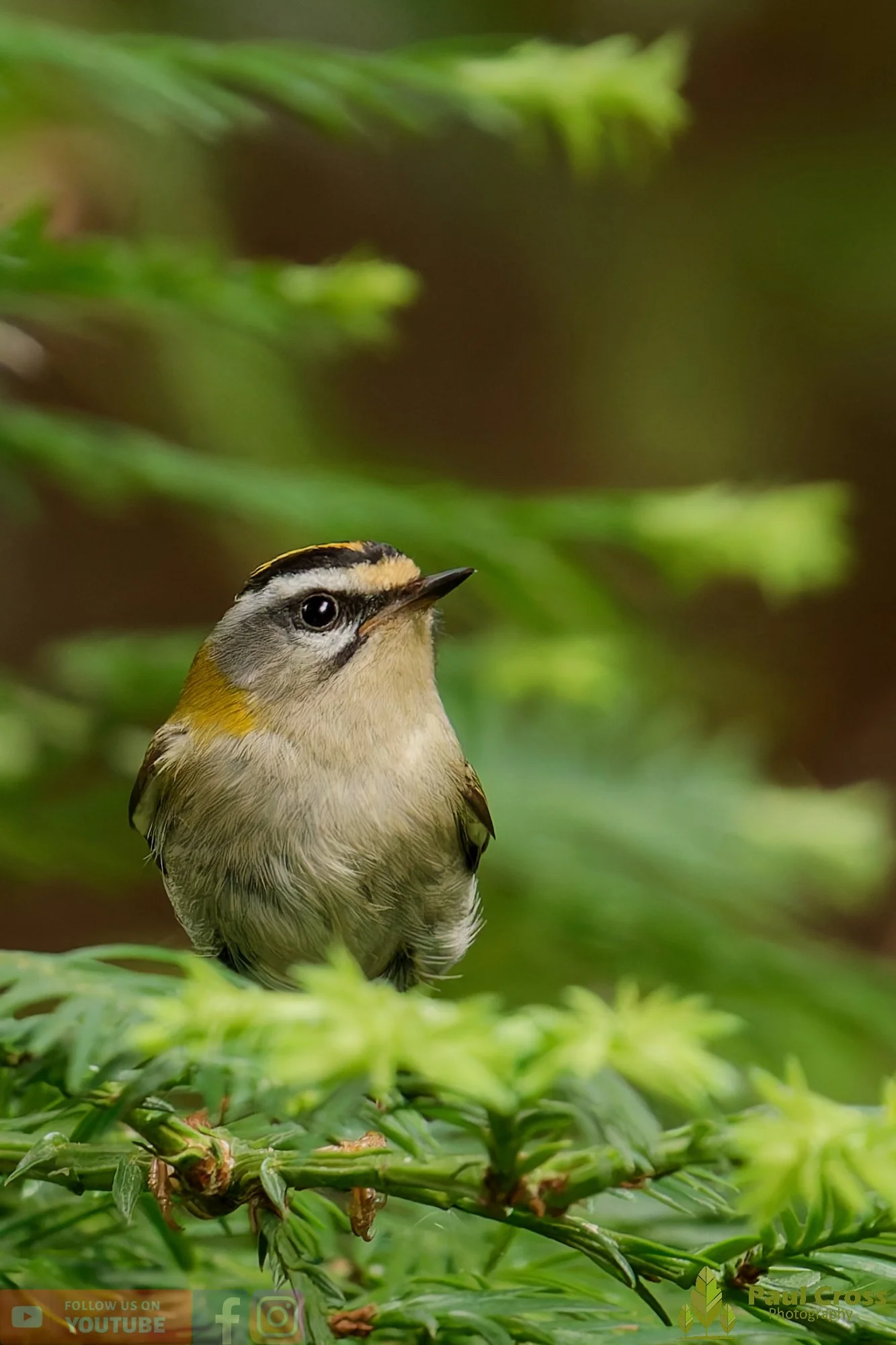 Common Firecrest-00004.jpg