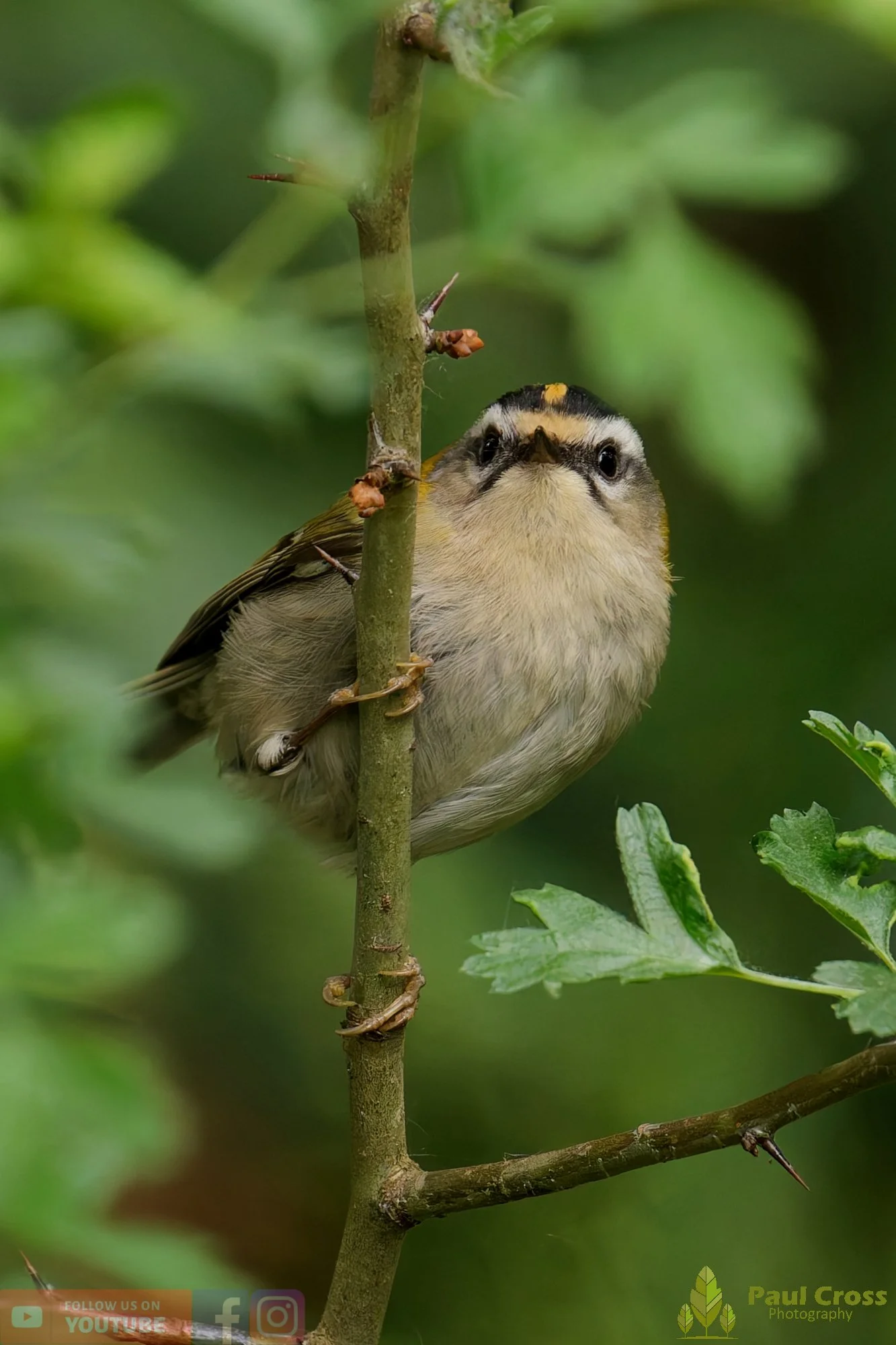 Common Firecrest-00006.jpg
