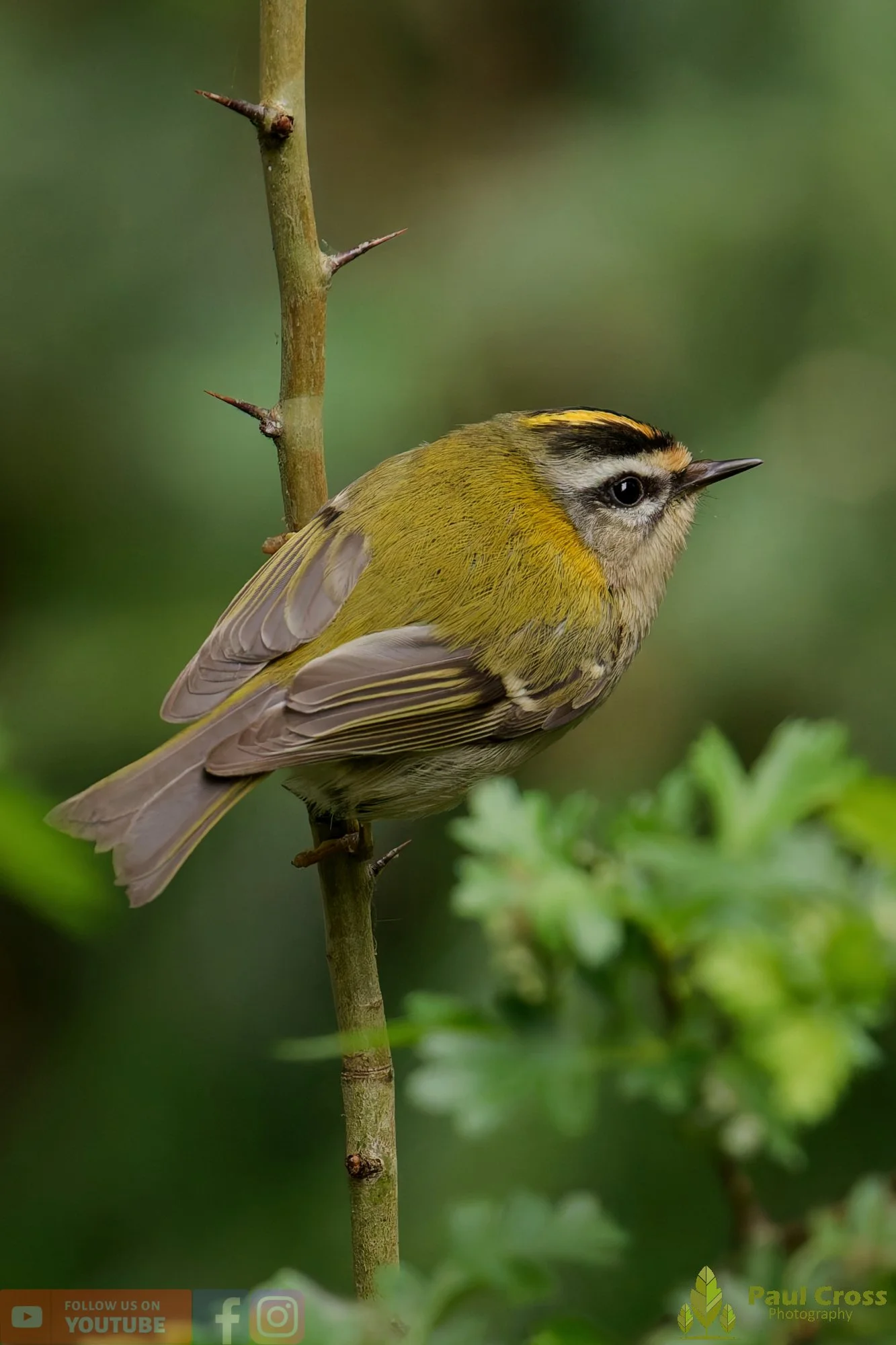 Common Firecrest-00007.jpg