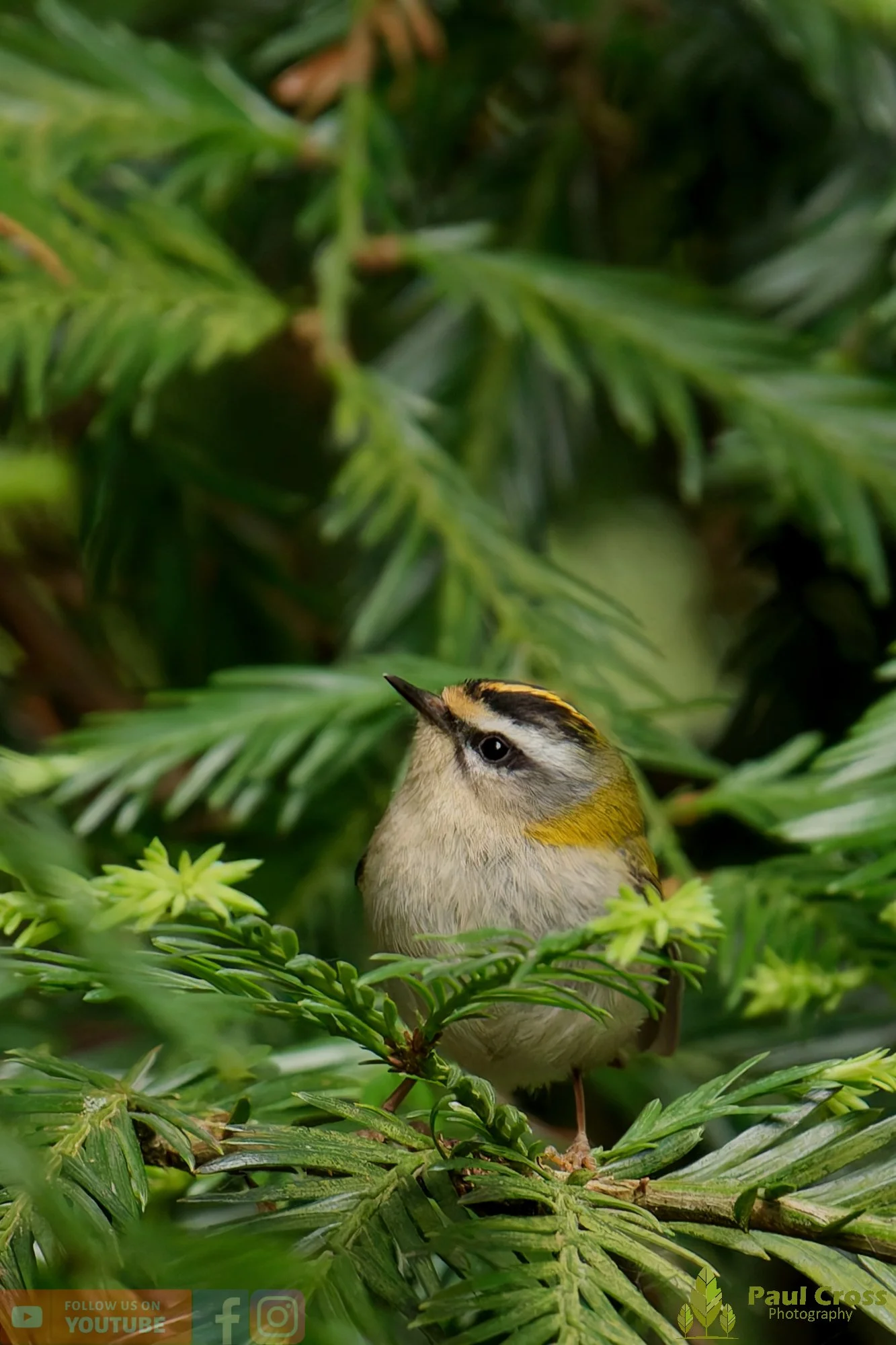 Common Firecrest-00008.jpg