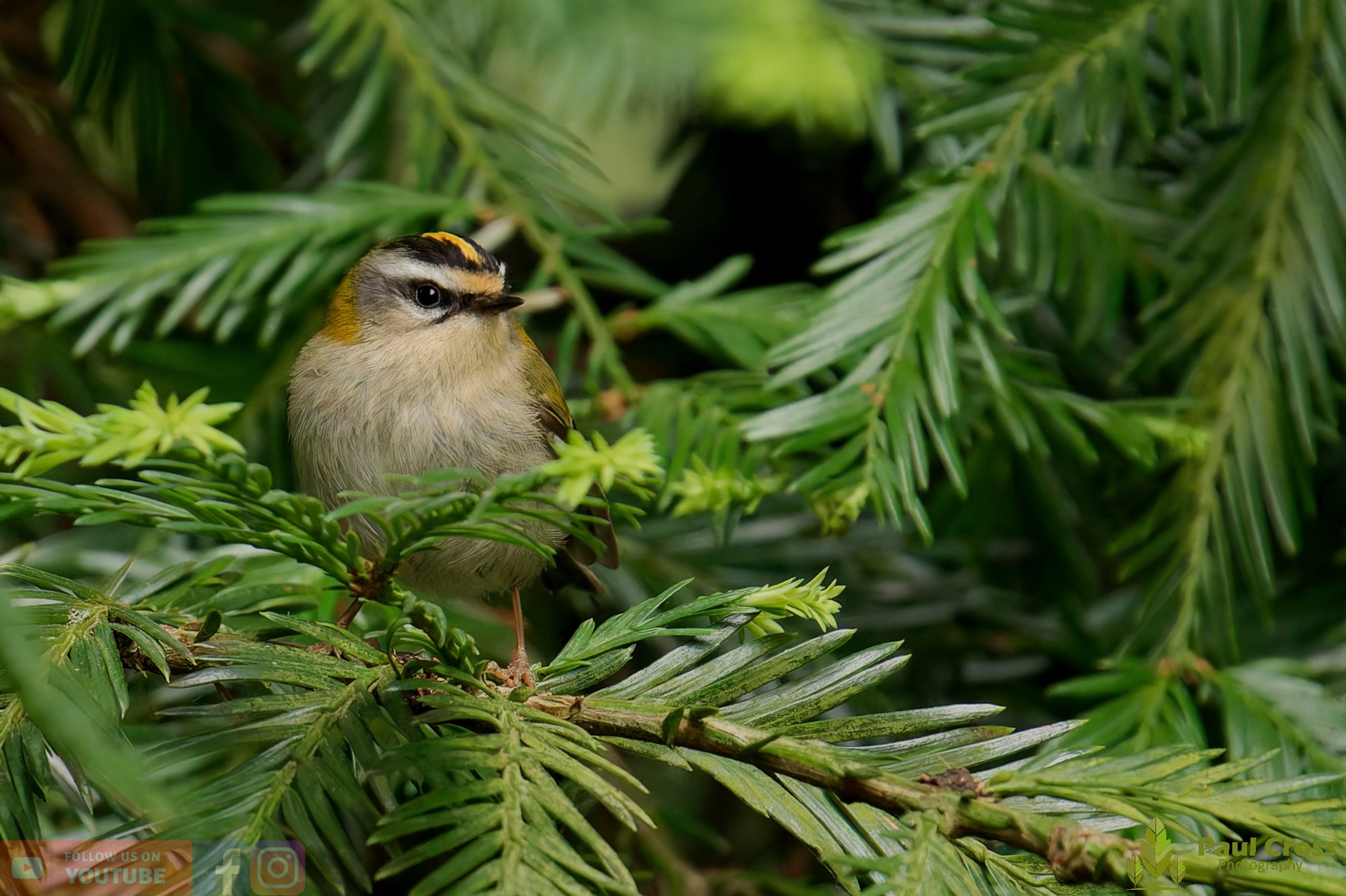 Common Firecrest-00009.jpg