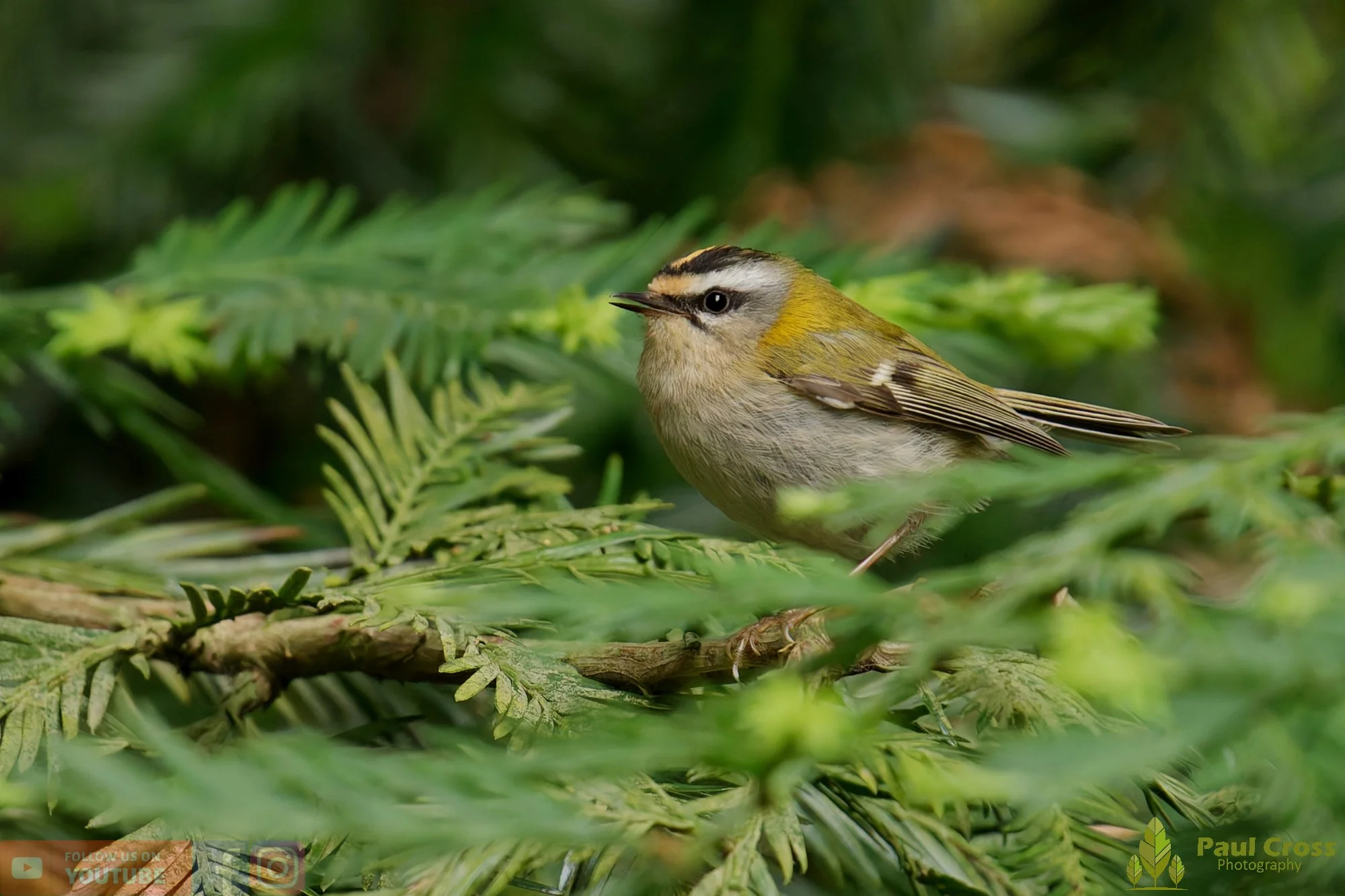 Common Firecrest-00010.jpg
