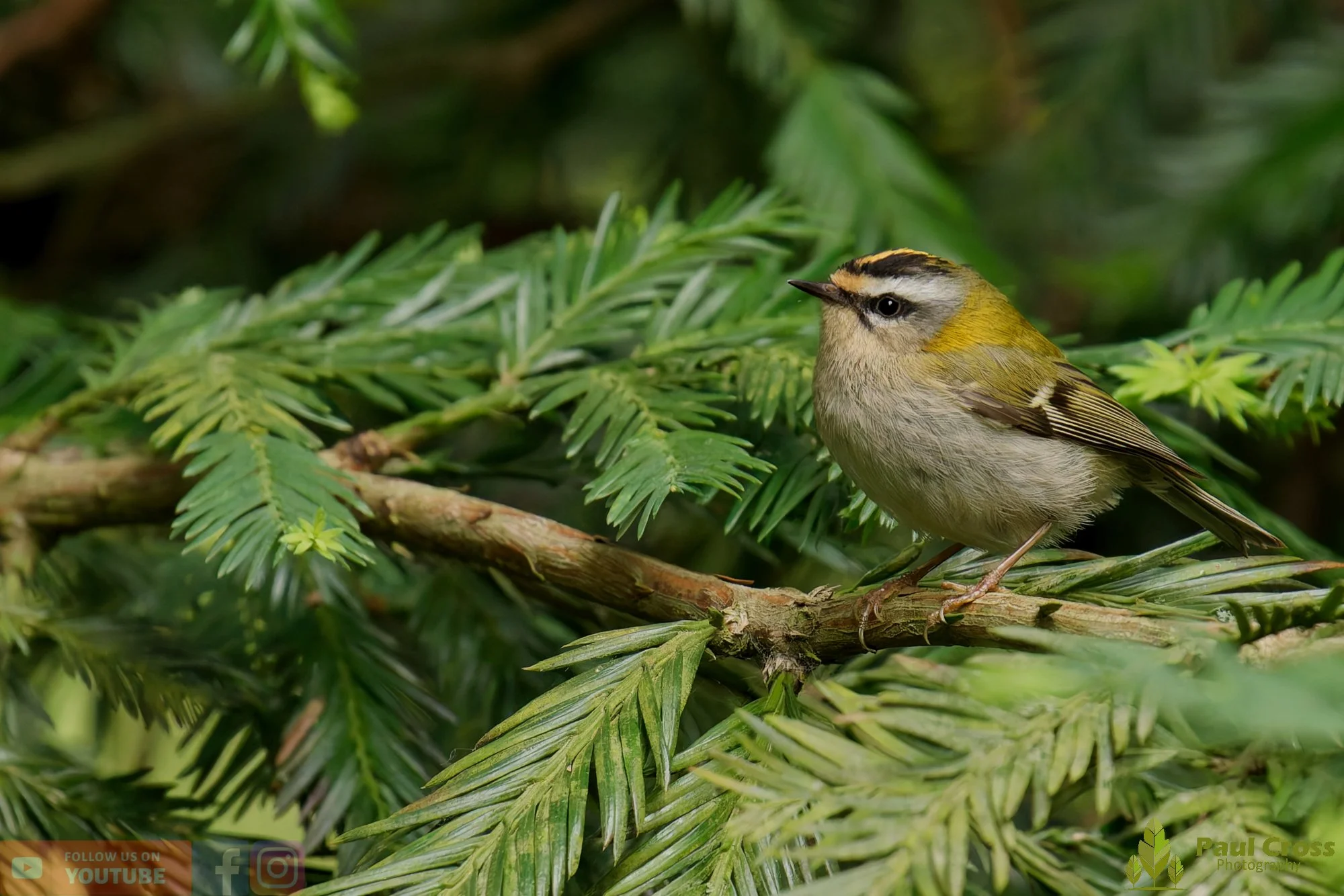 Common Firecrest-00011.jpg