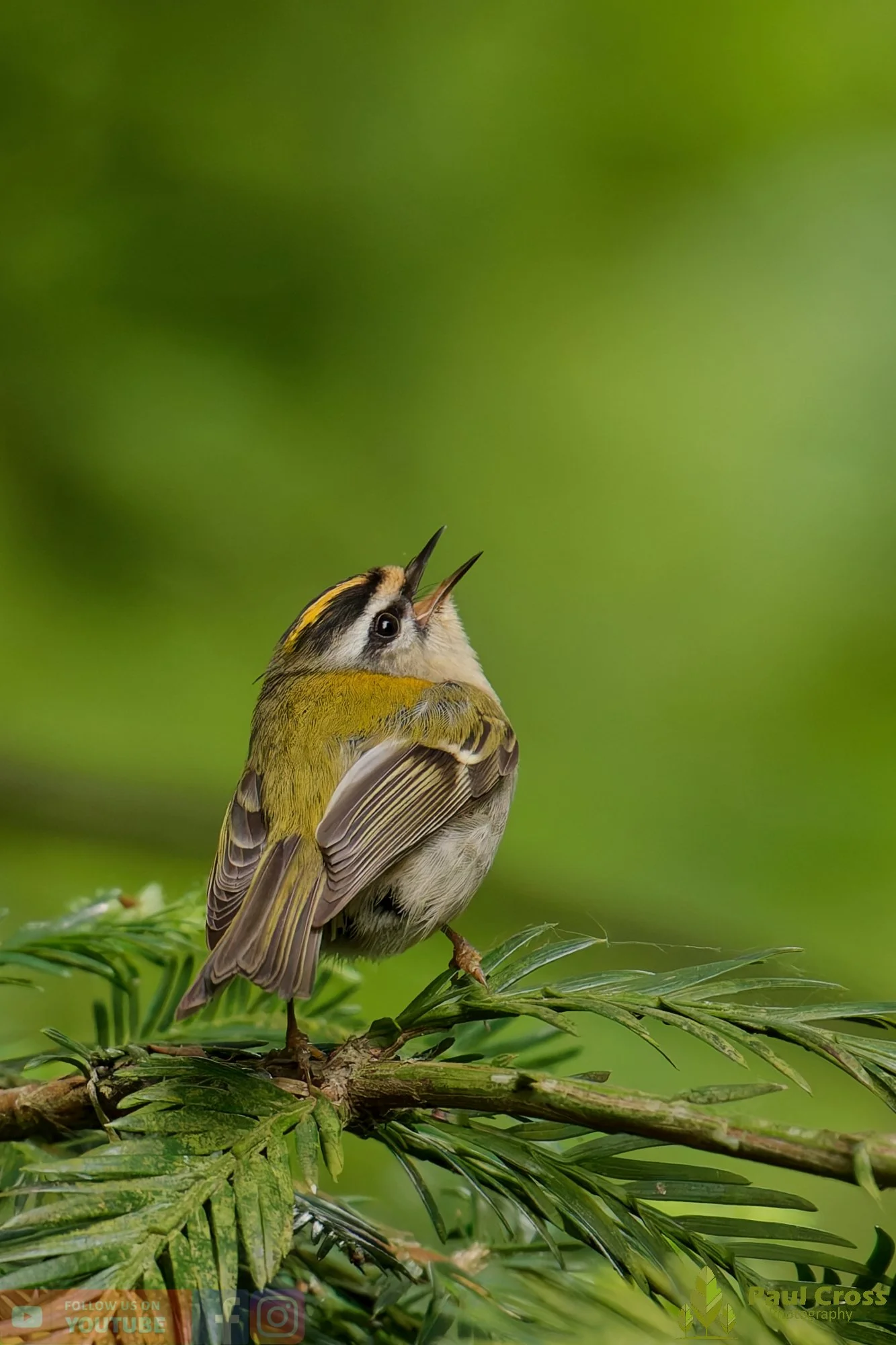Common Firecrest-00012.jpg