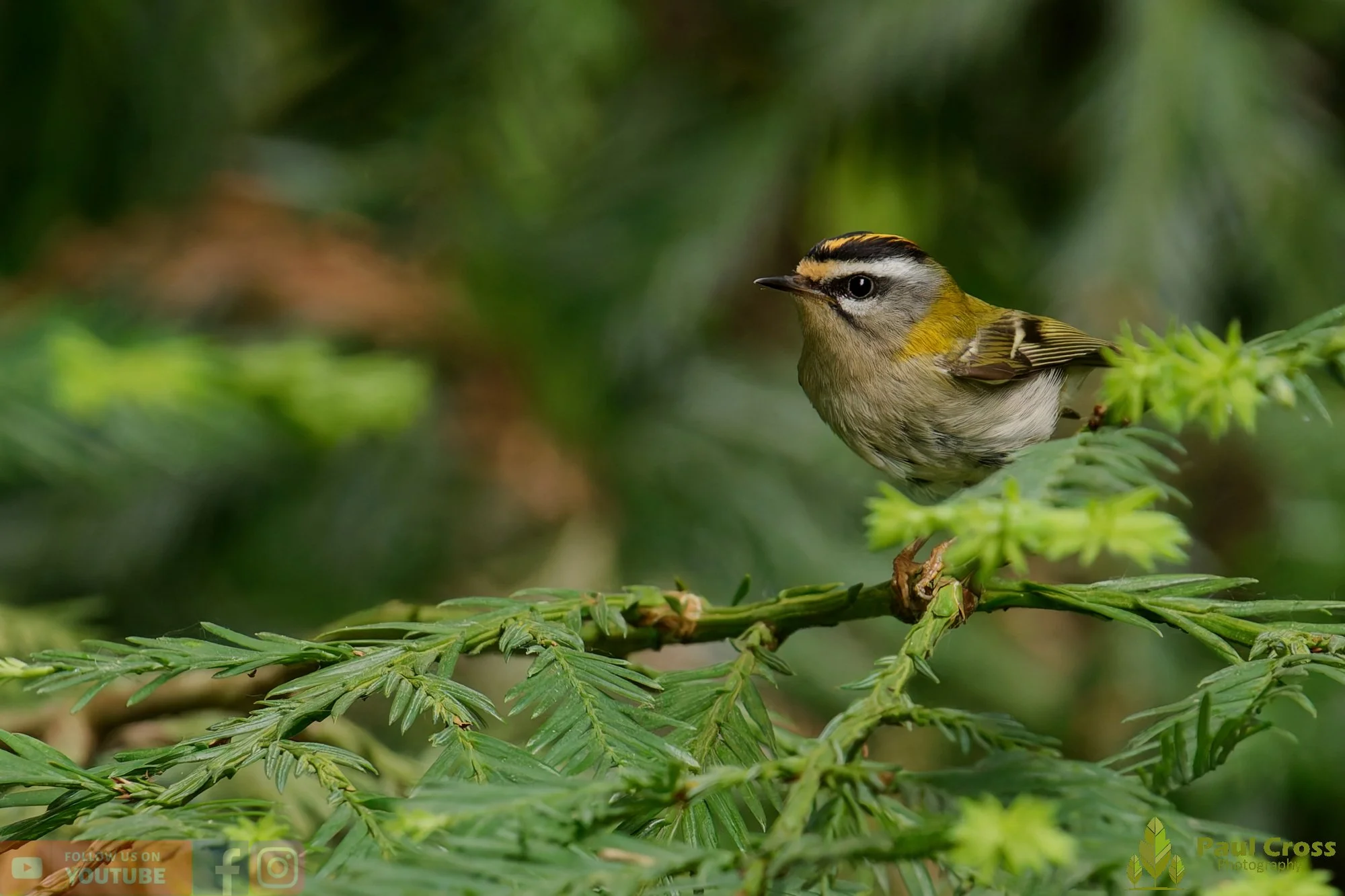Common Firecrest-00013.jpg