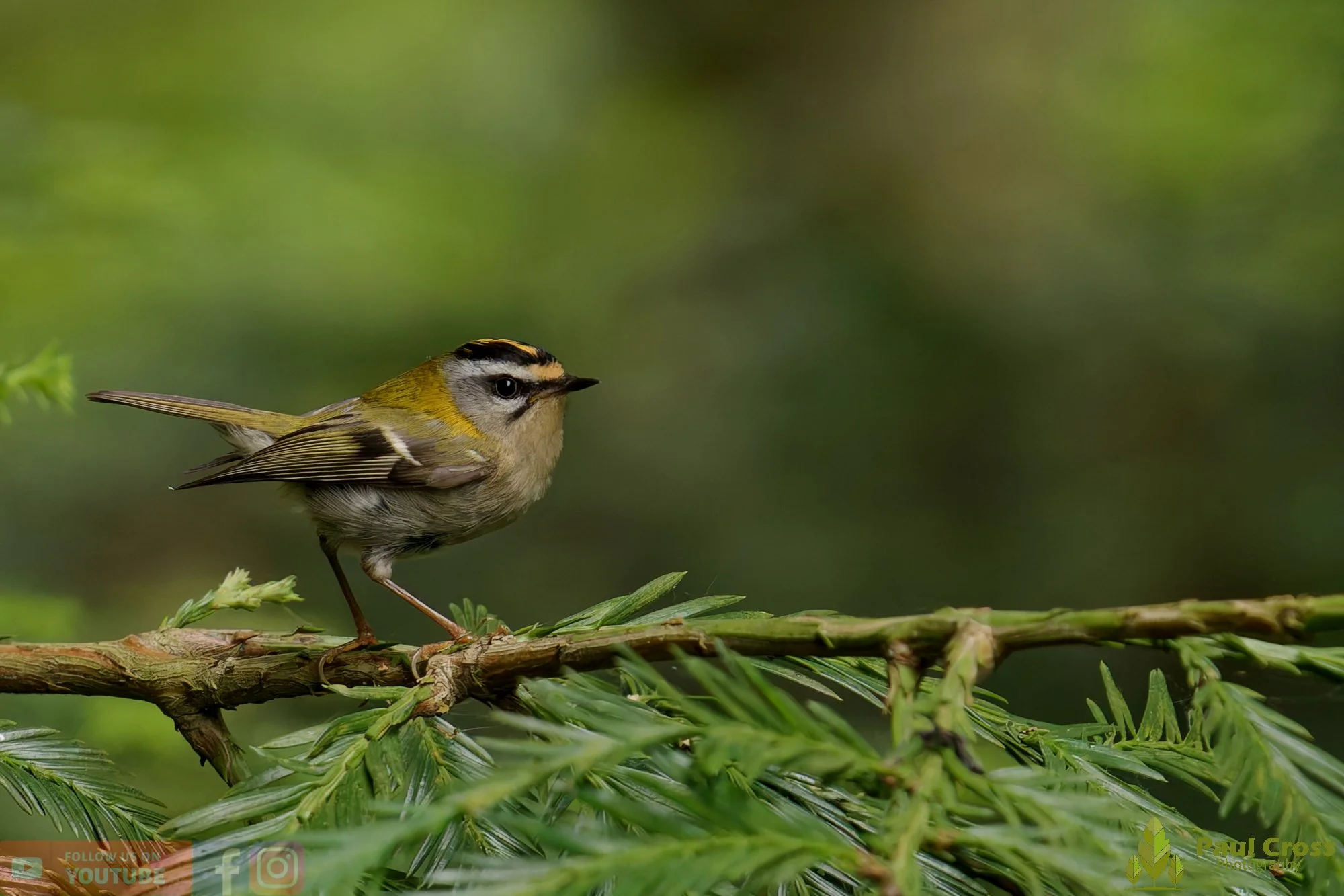 Common Firecrest-00014.jpg