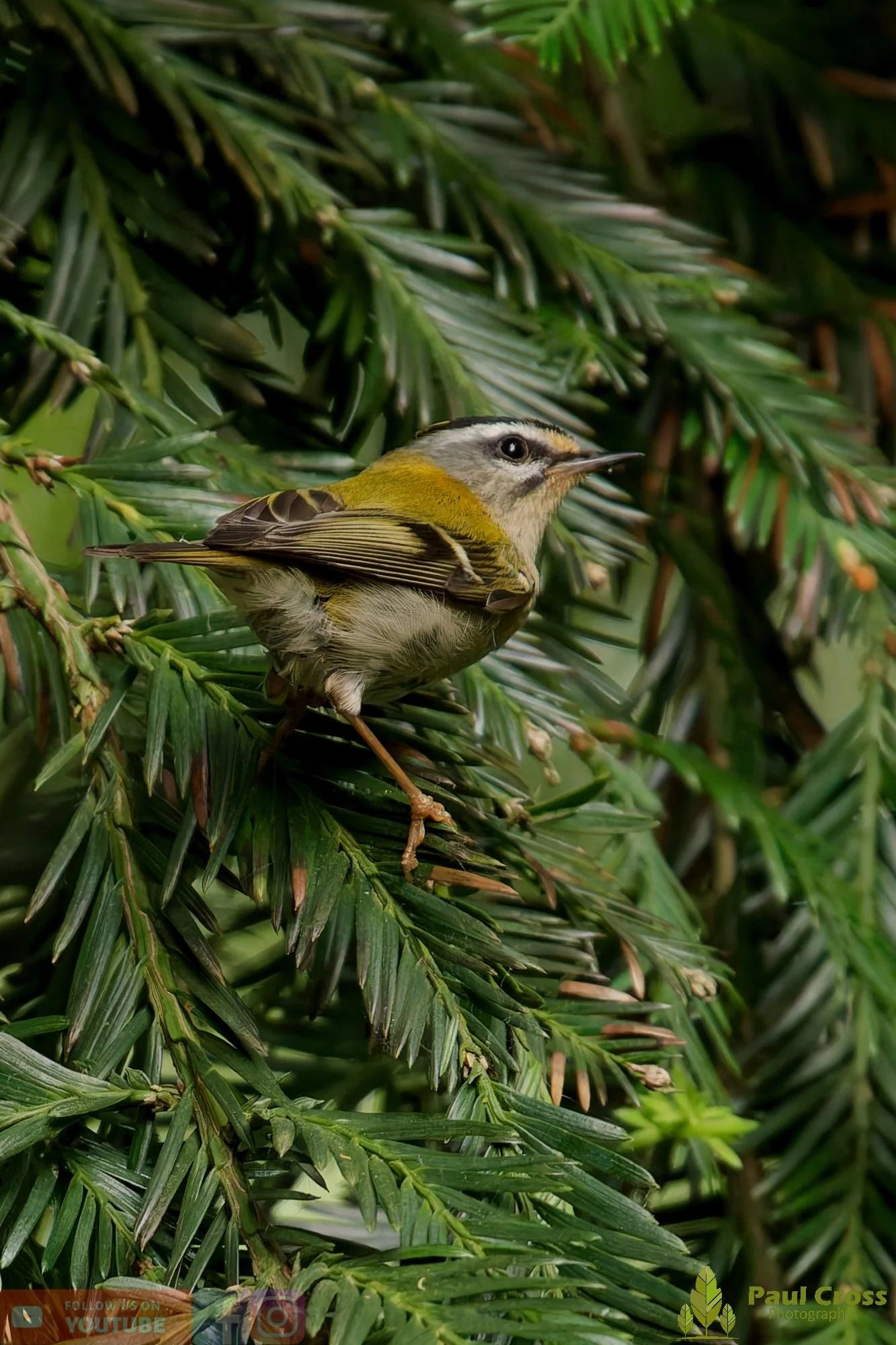 Common Firecrest-00015.jpg