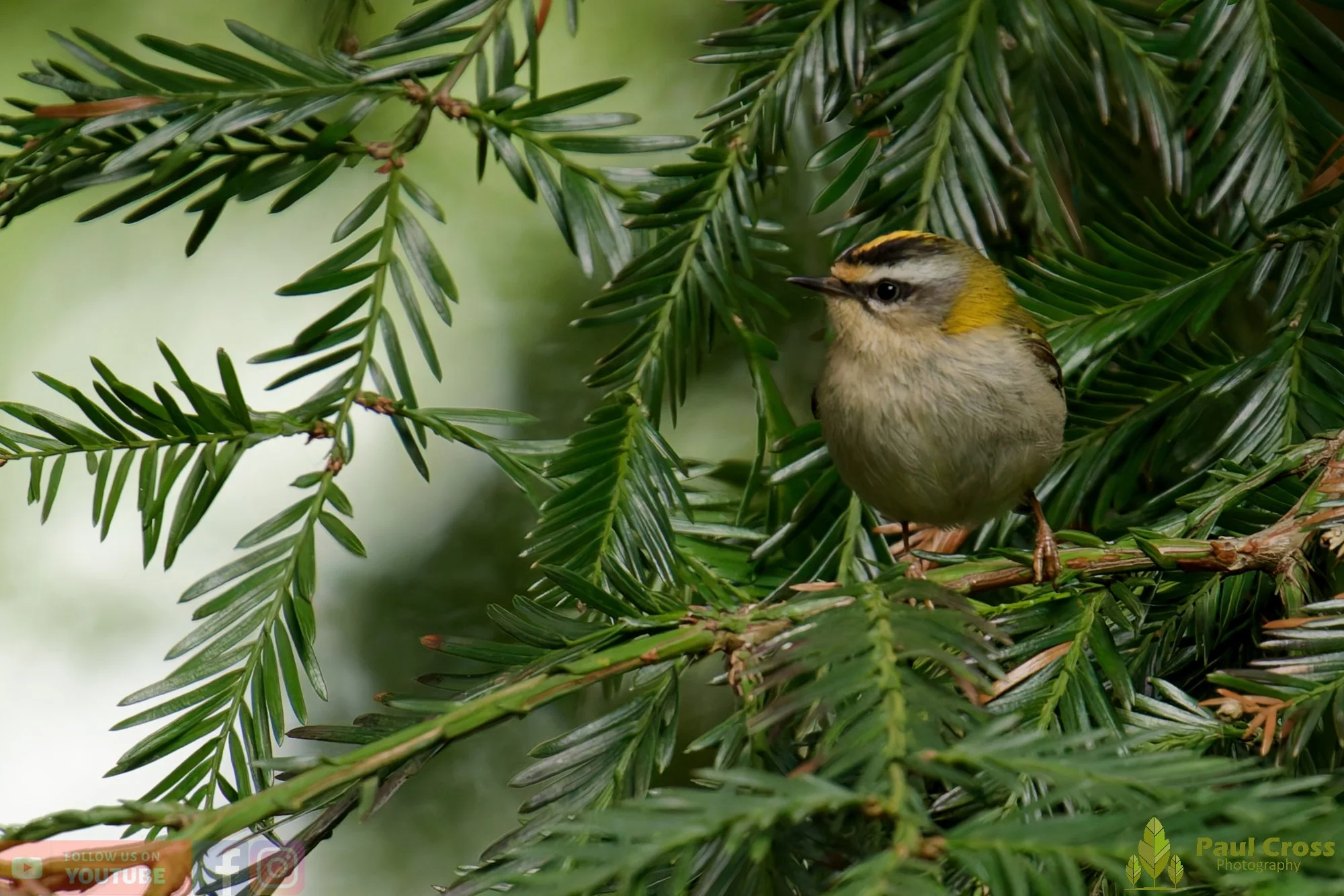 Common Firecrest-00016.jpg