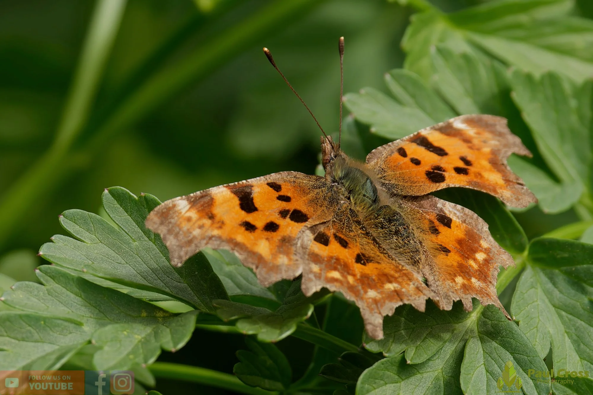 Comma-00045.jpg