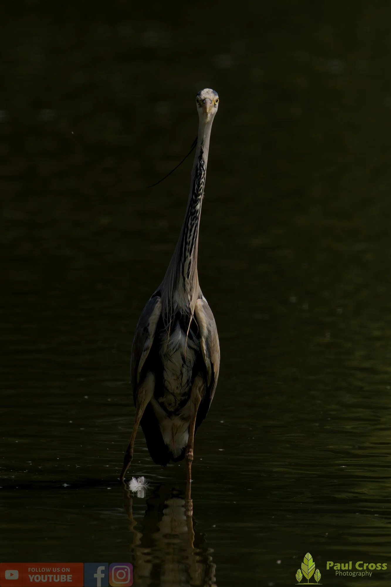 Grey Heron-00709.jpg