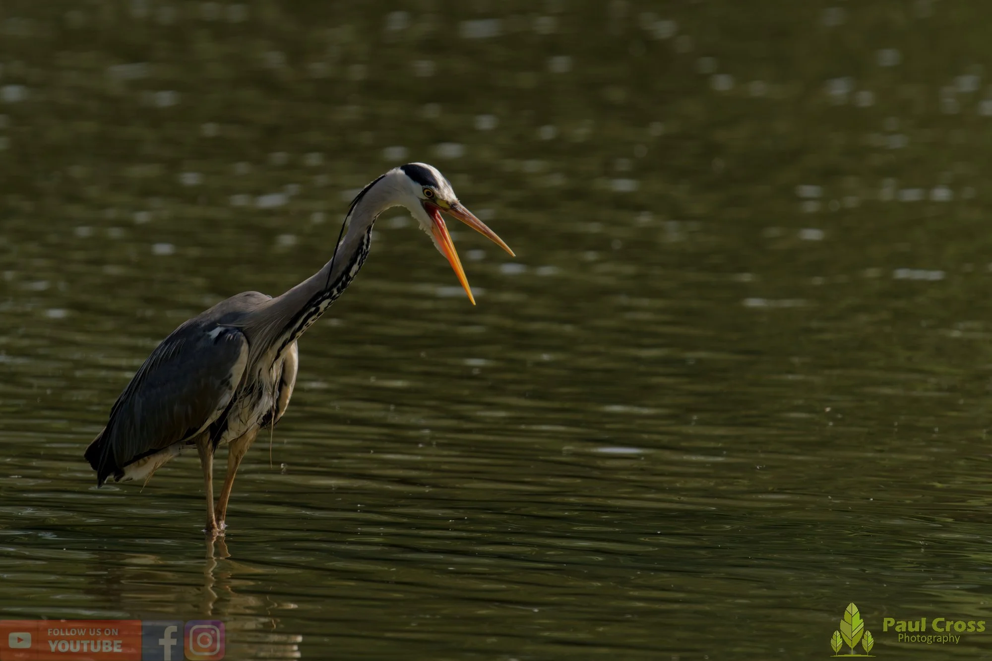 Grey Heron-00710.jpg