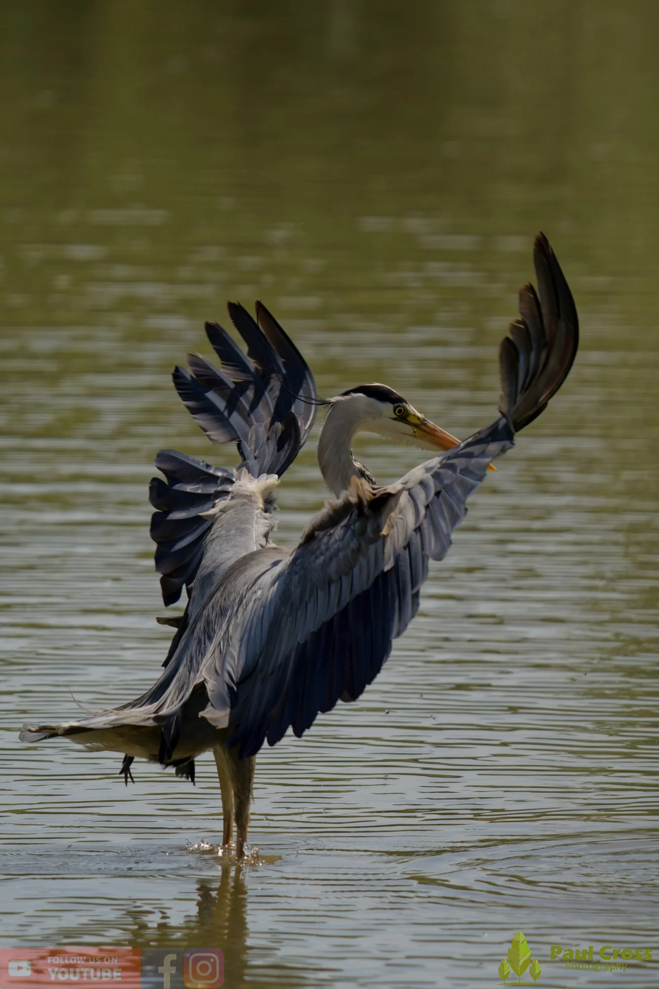 Grey Heron-00711.jpg