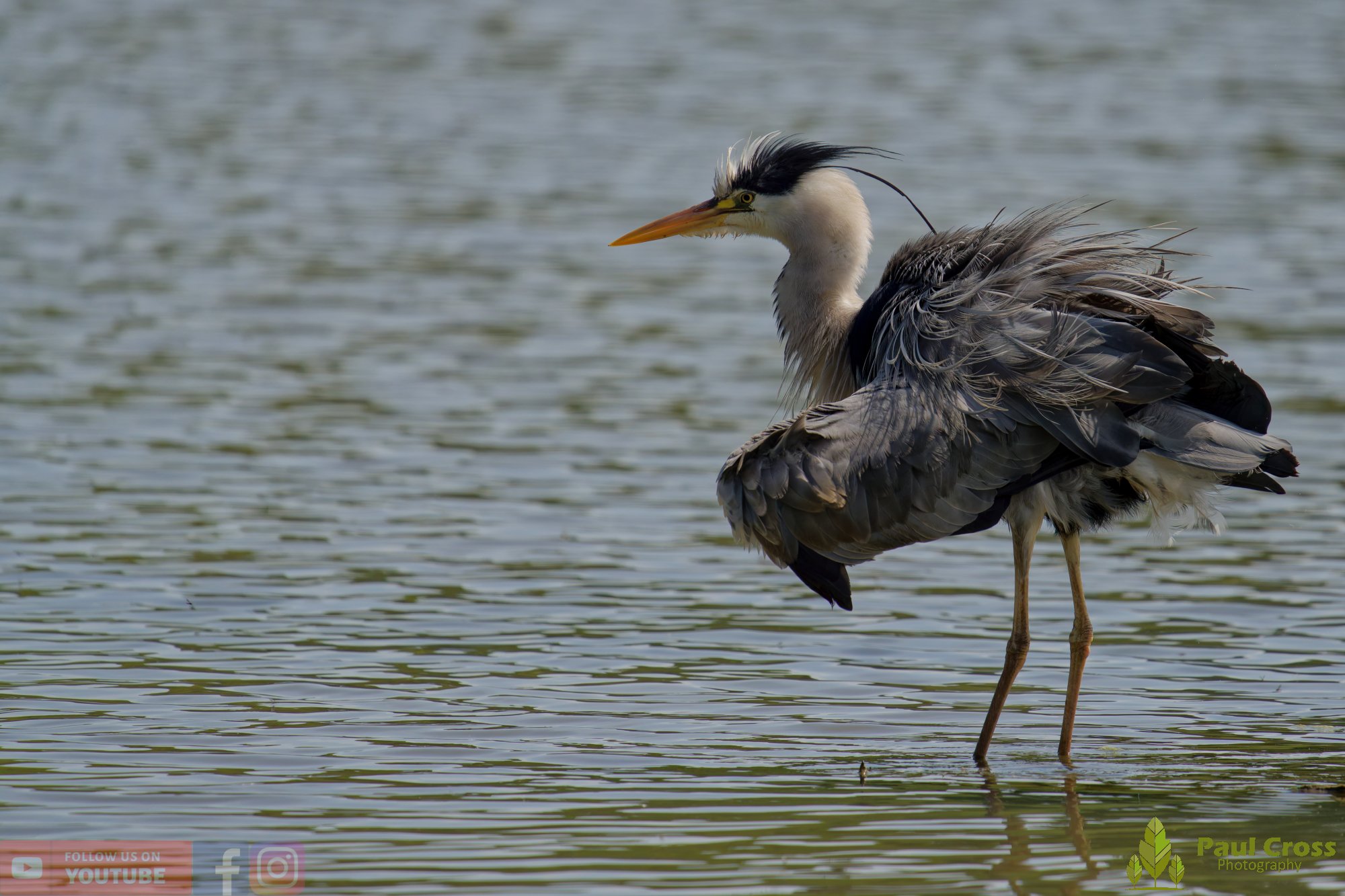 Grey Heron-00712.jpg