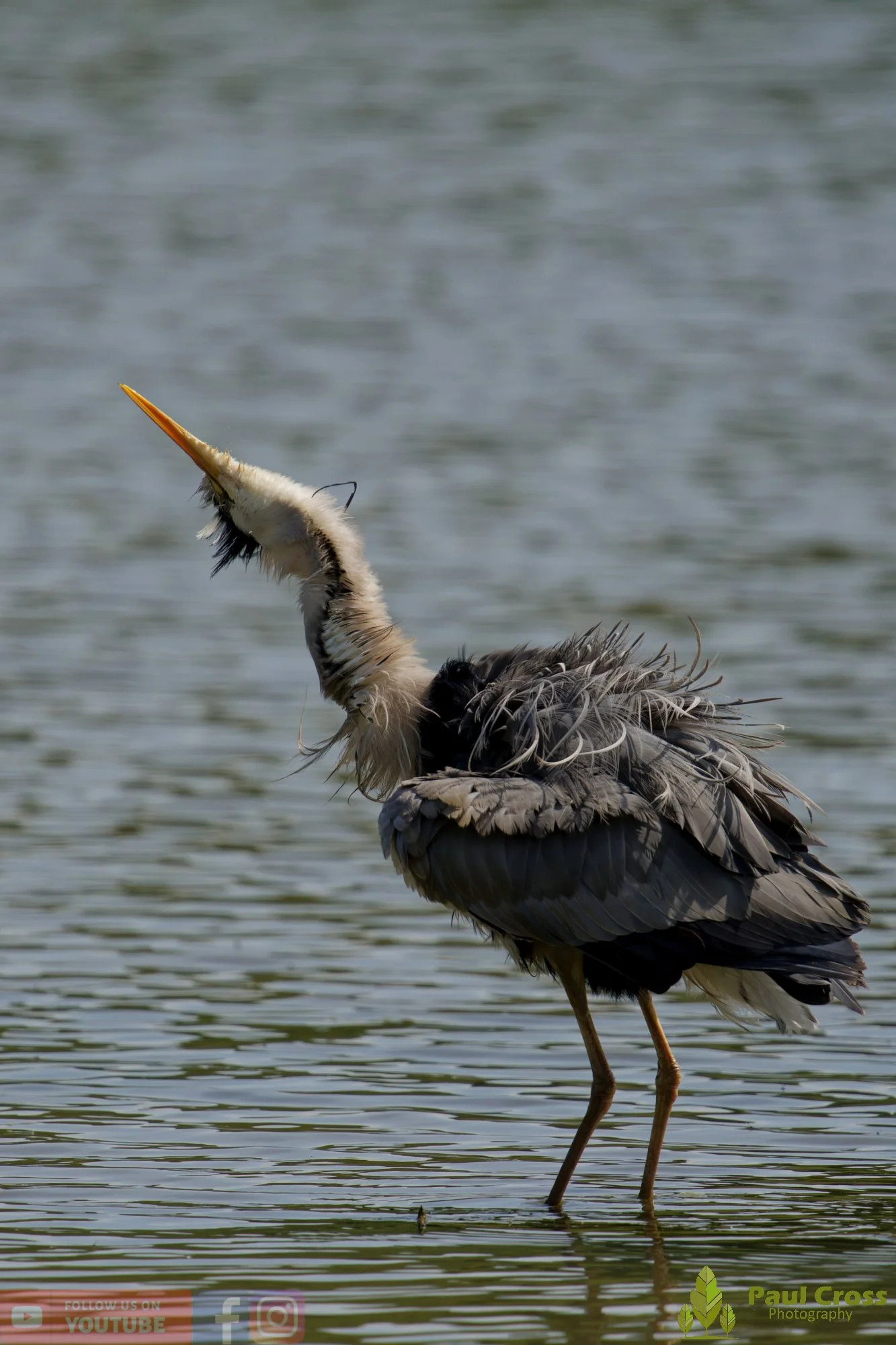 Grey Heron-00713.jpg