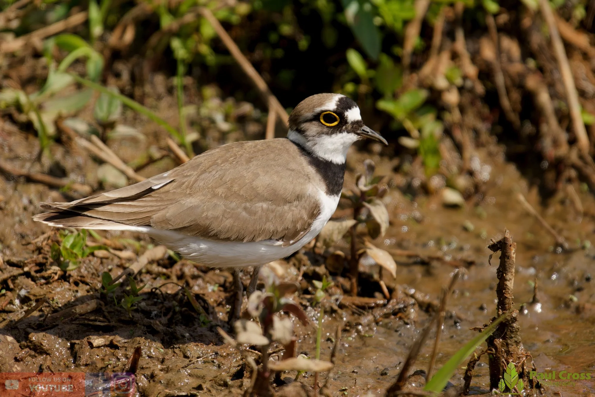 Little Ringed Plover-00130.jpg