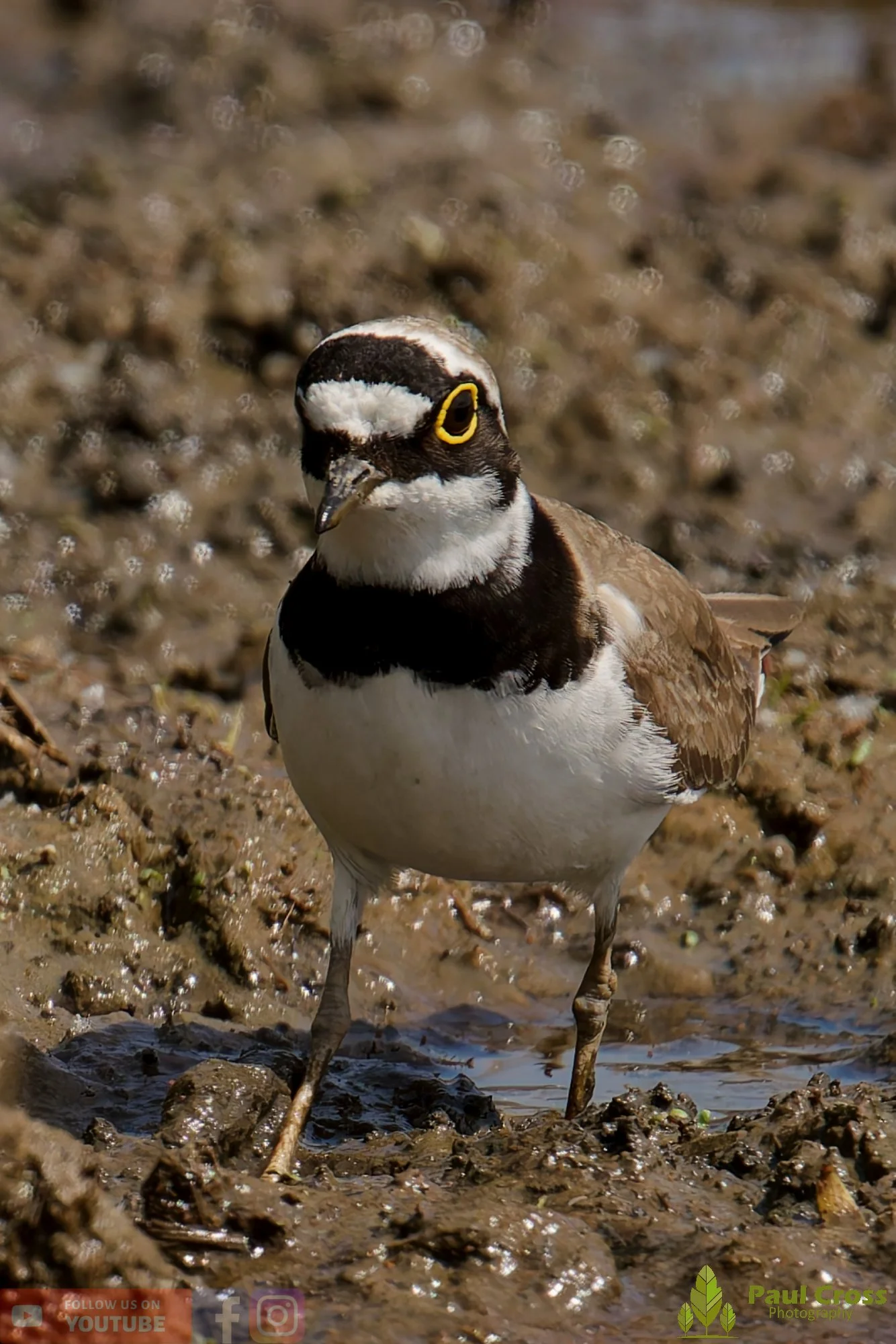 Little Ringed Plover-00131.jpg