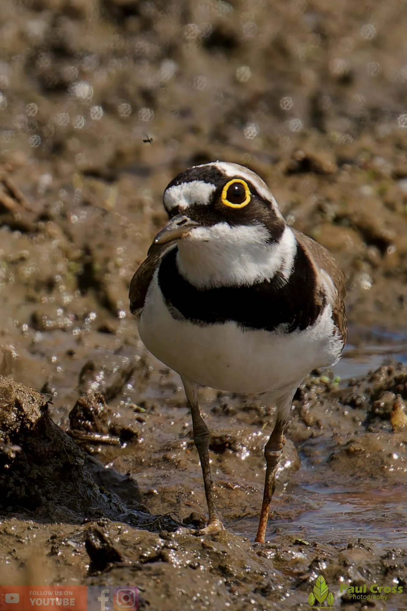 Little Ringed Plover-00132.jpg