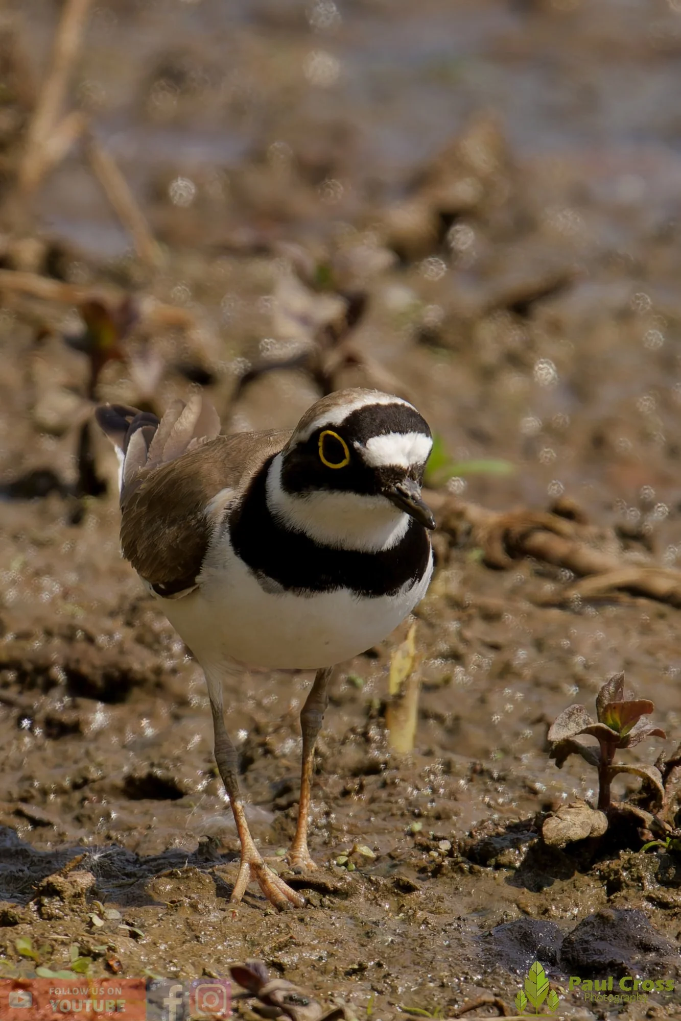 Little Ringed Plover-00133.jpg