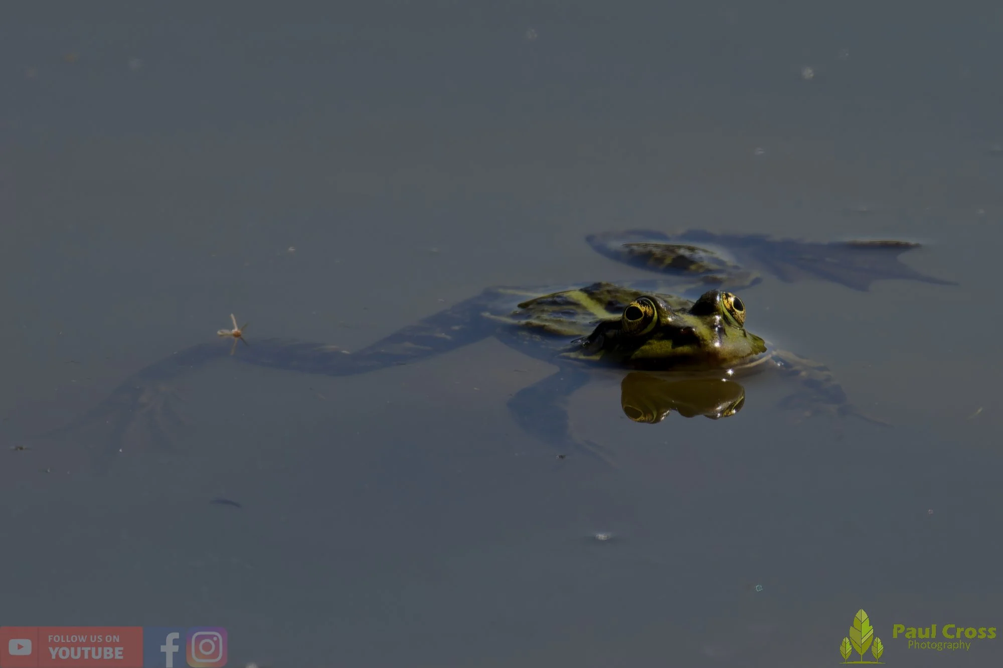 Marsh Frog-00105.jpg