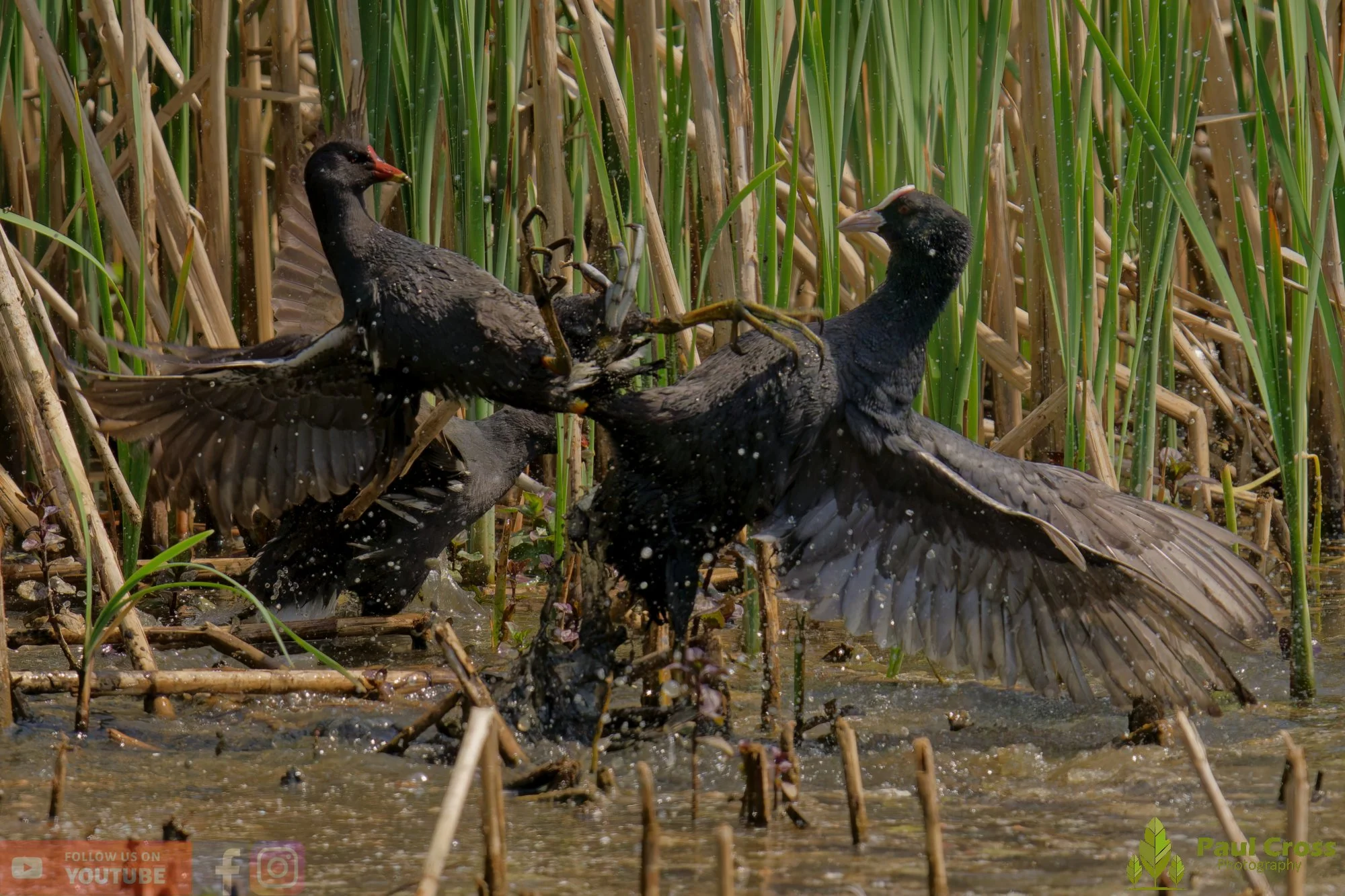 Moorhen-00269.jpg