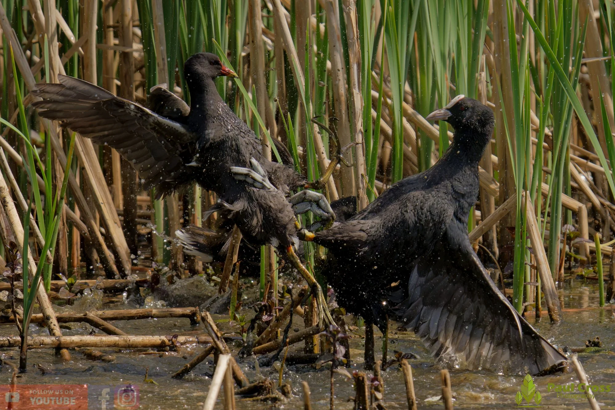 Moorhen-00270.jpg