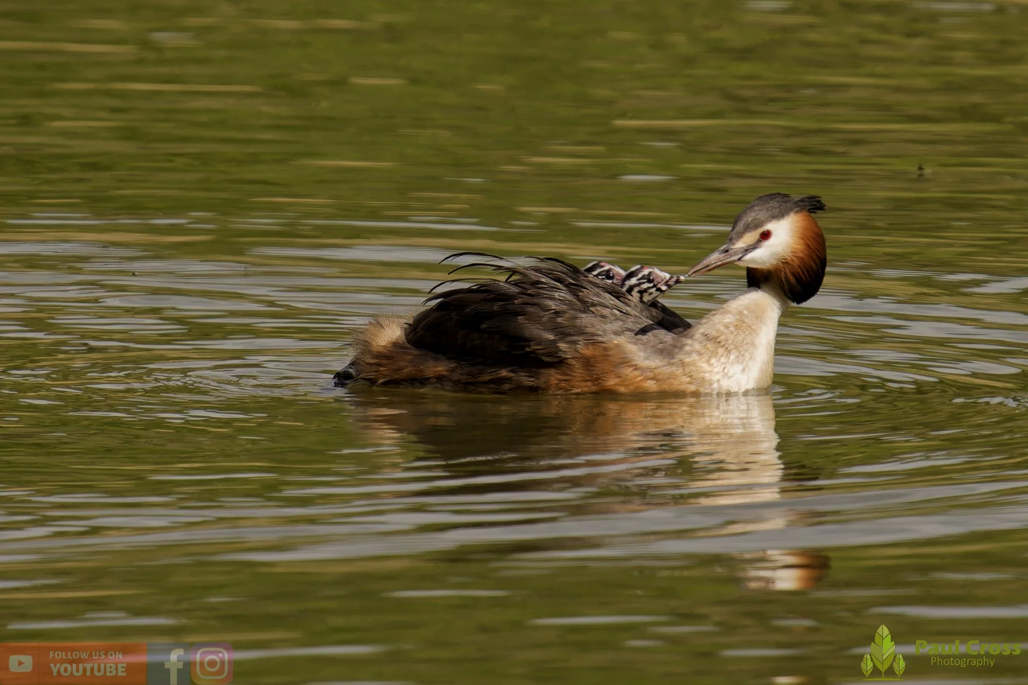 Great Crested Grebe-01141.jpg