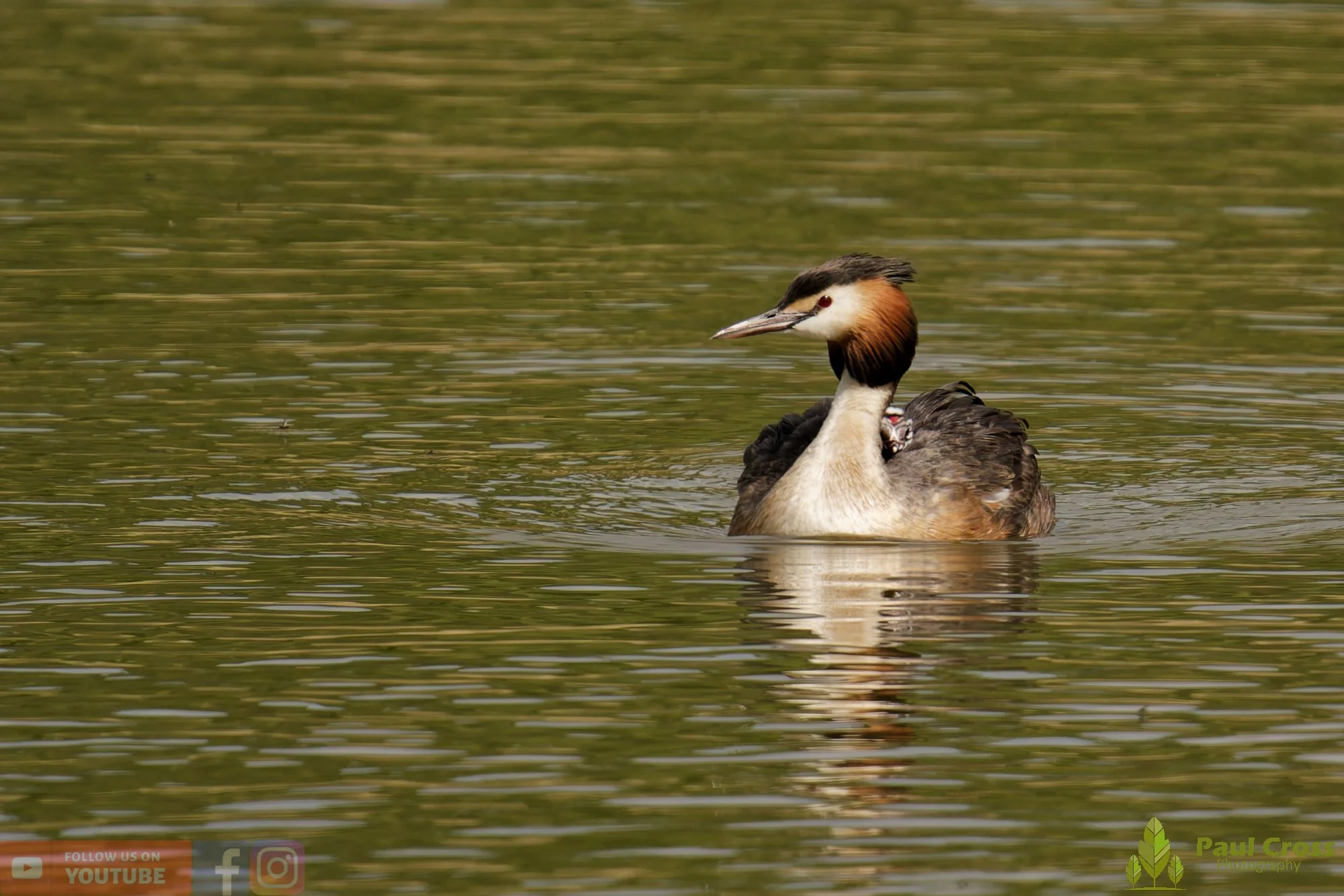 Great Crested Grebe-01139.jpg