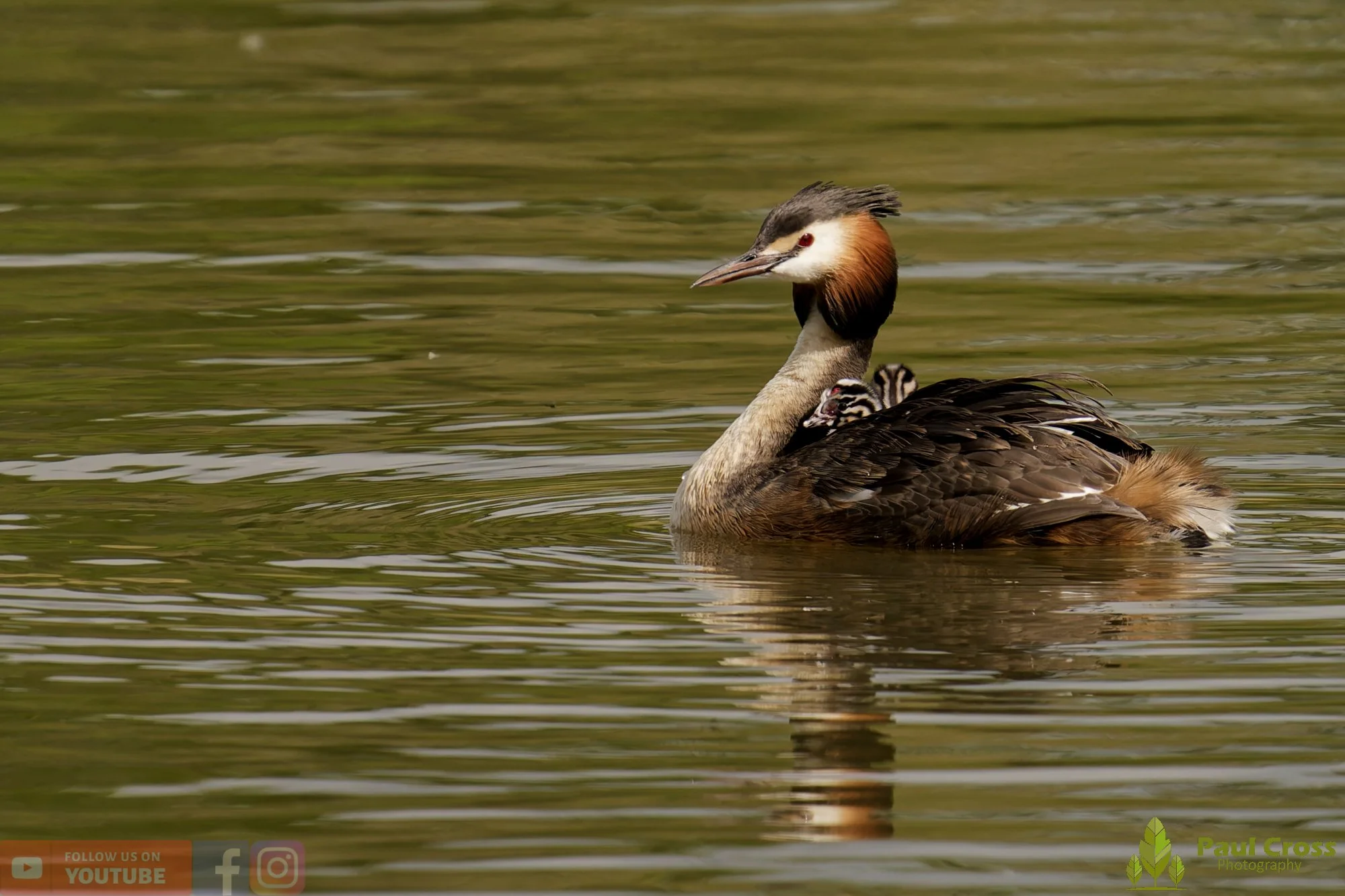 Great Crested Grebe-01142.jpg
