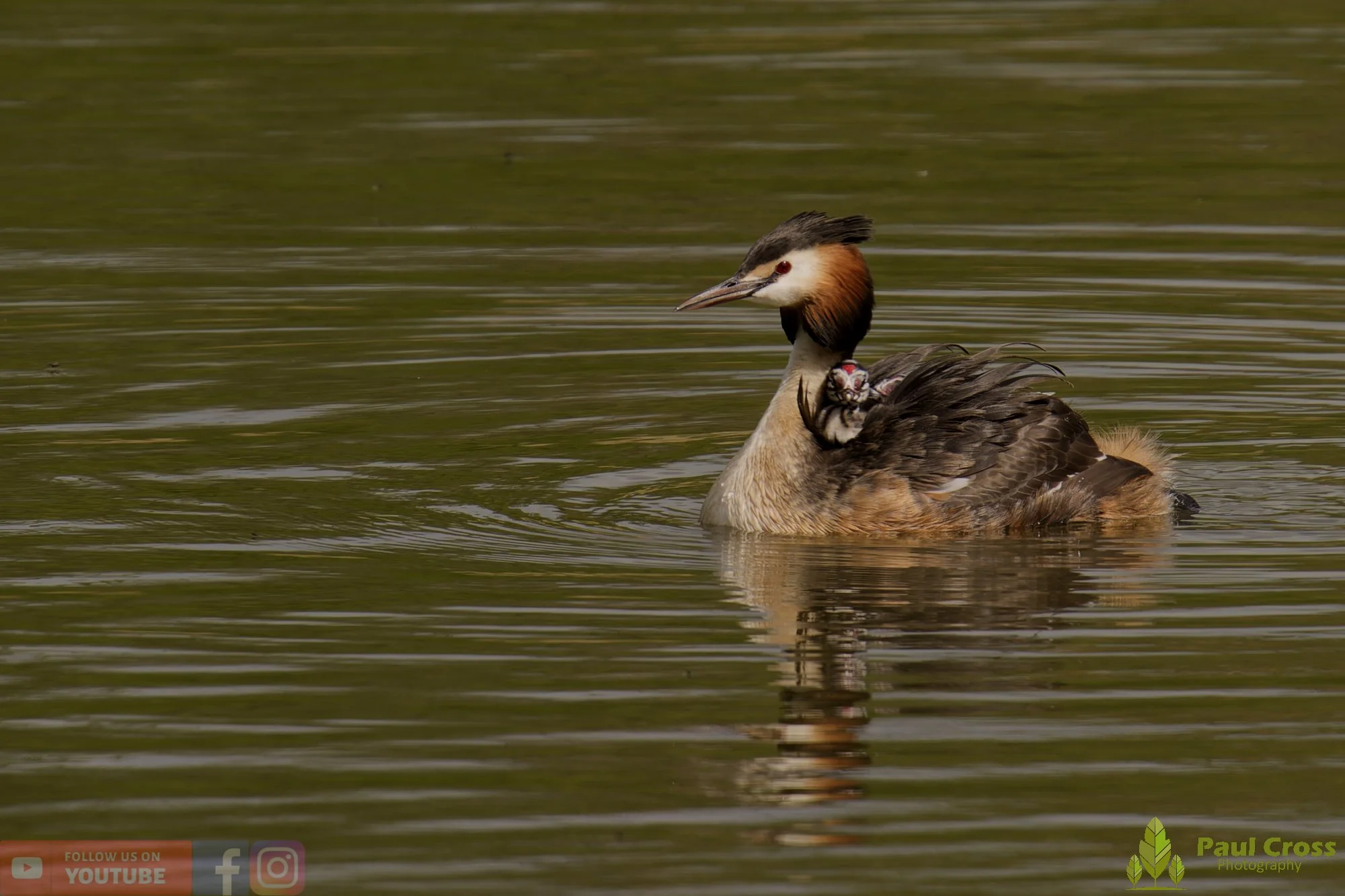 Great Crested Grebe-01145.jpg