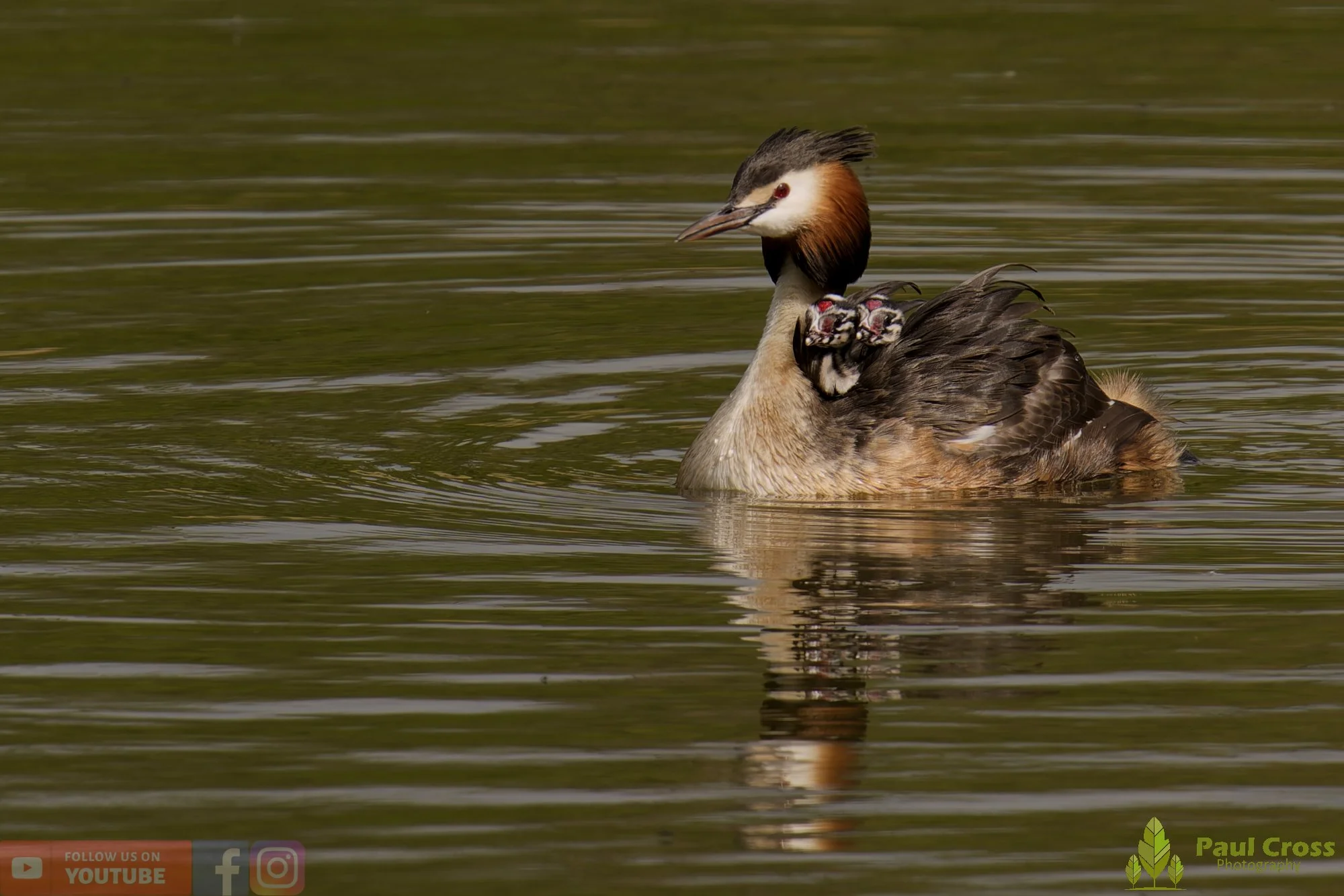 Great Crested Grebe-01146.jpg