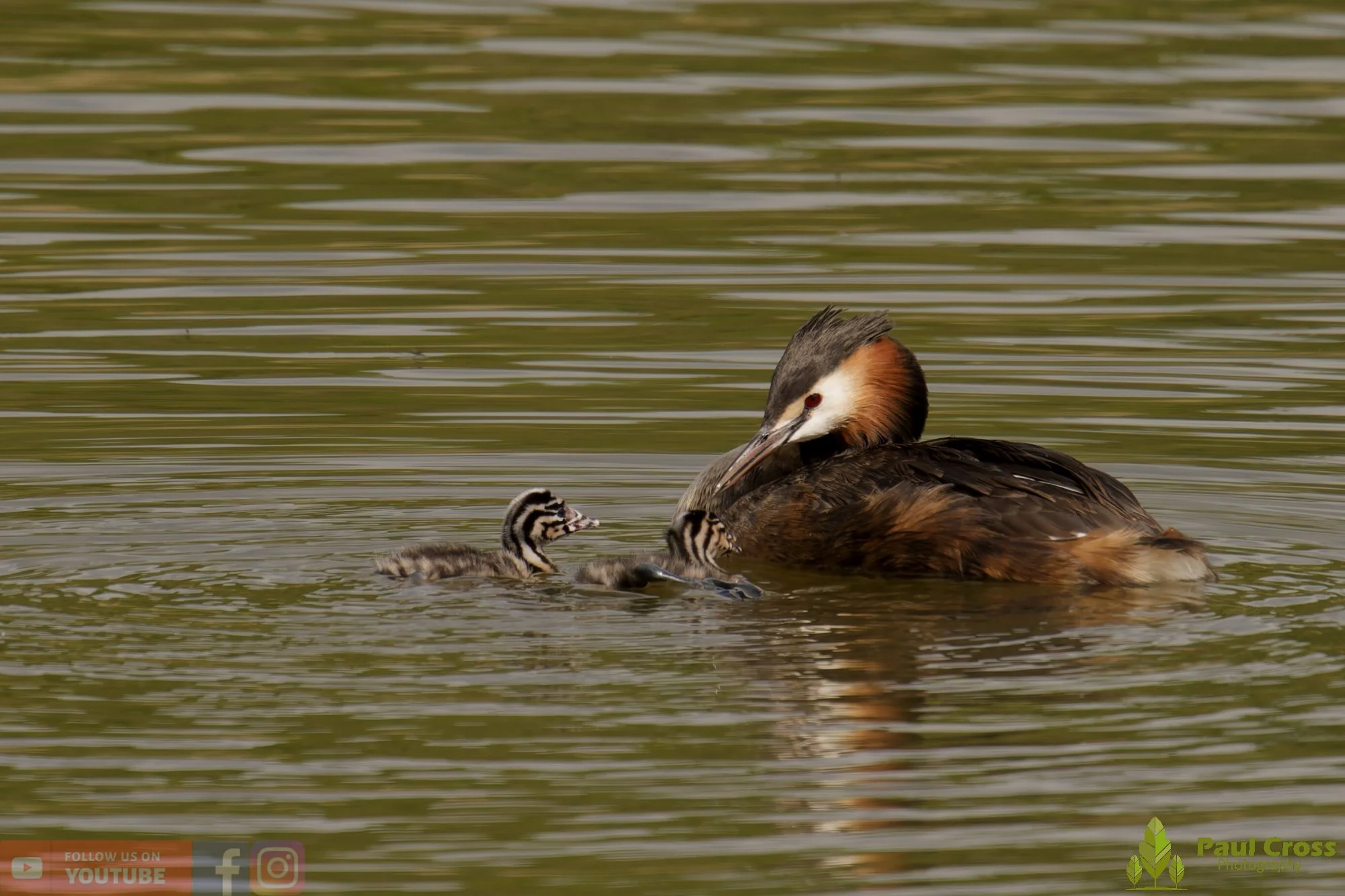 Great Crested Grebe-01147.jpg