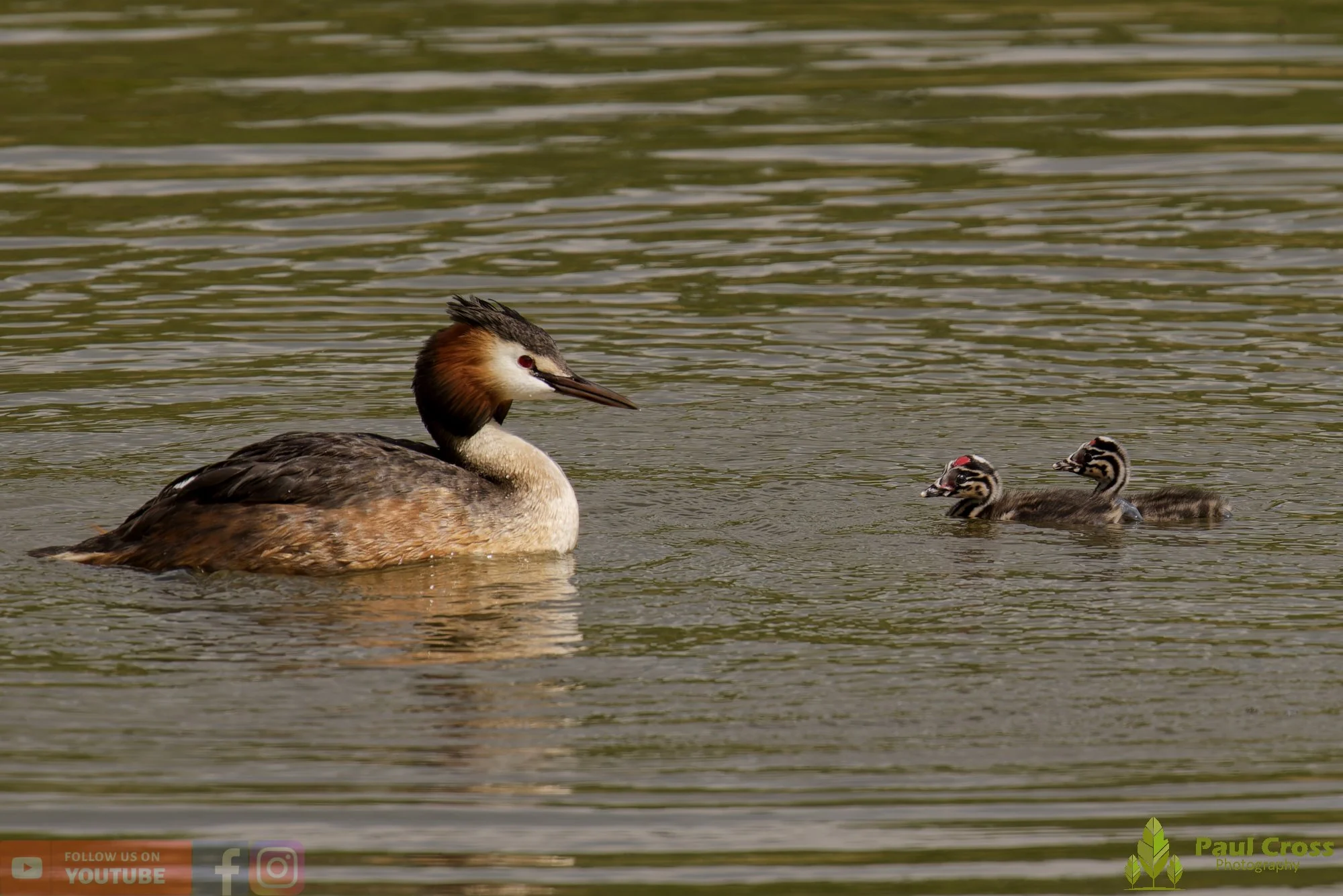 Great Crested Grebe-01148.jpg