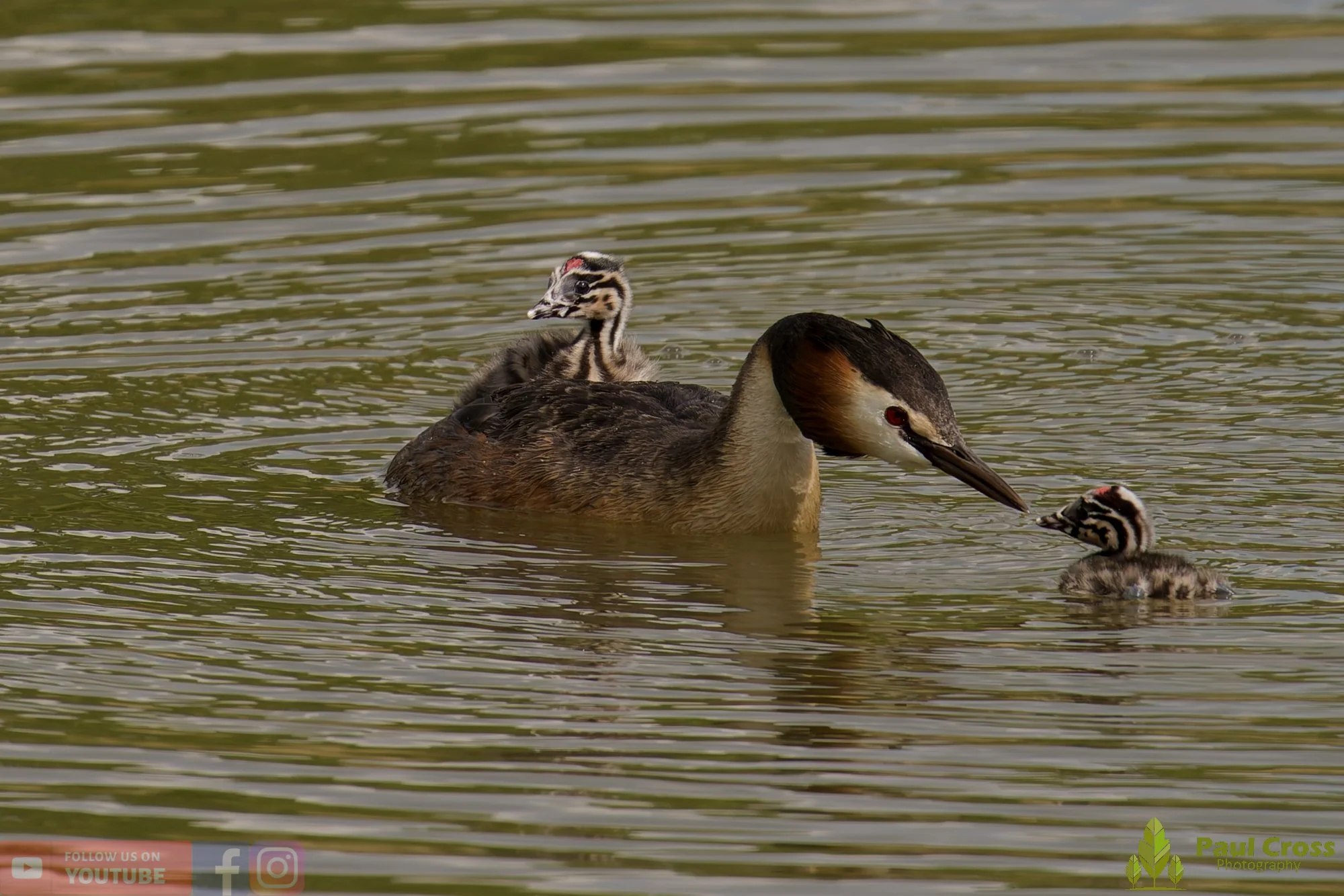 Great Crested Grebe-01149.jpg