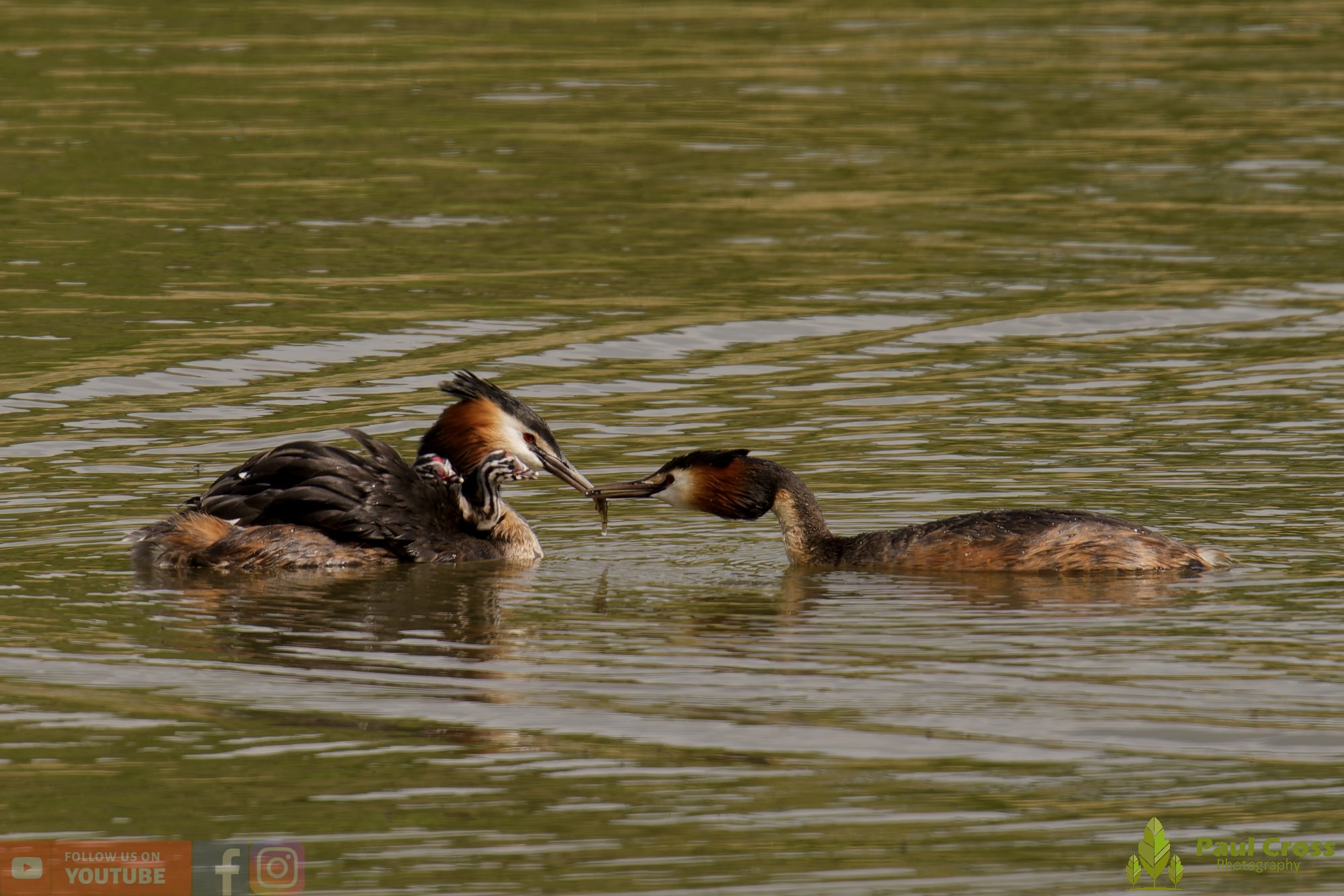Great Crested Grebe-01150.jpg