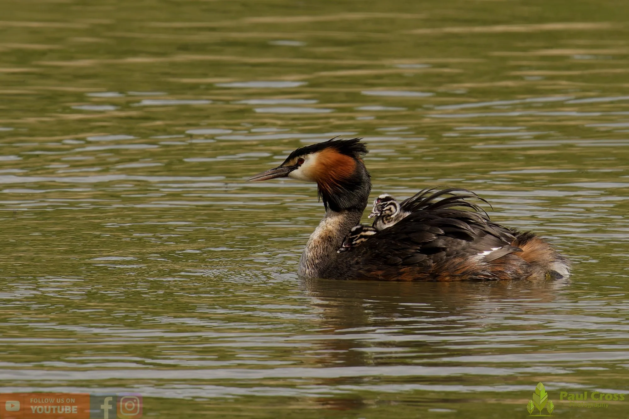 Great Crested Grebe-01151.jpg