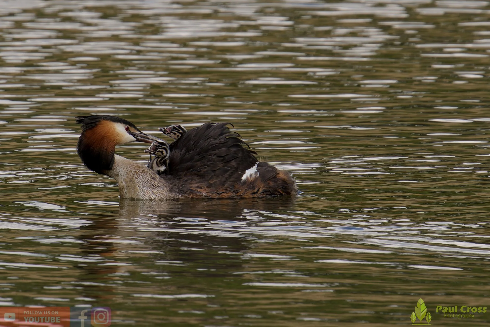 Great Crested Grebe-01152.jpg