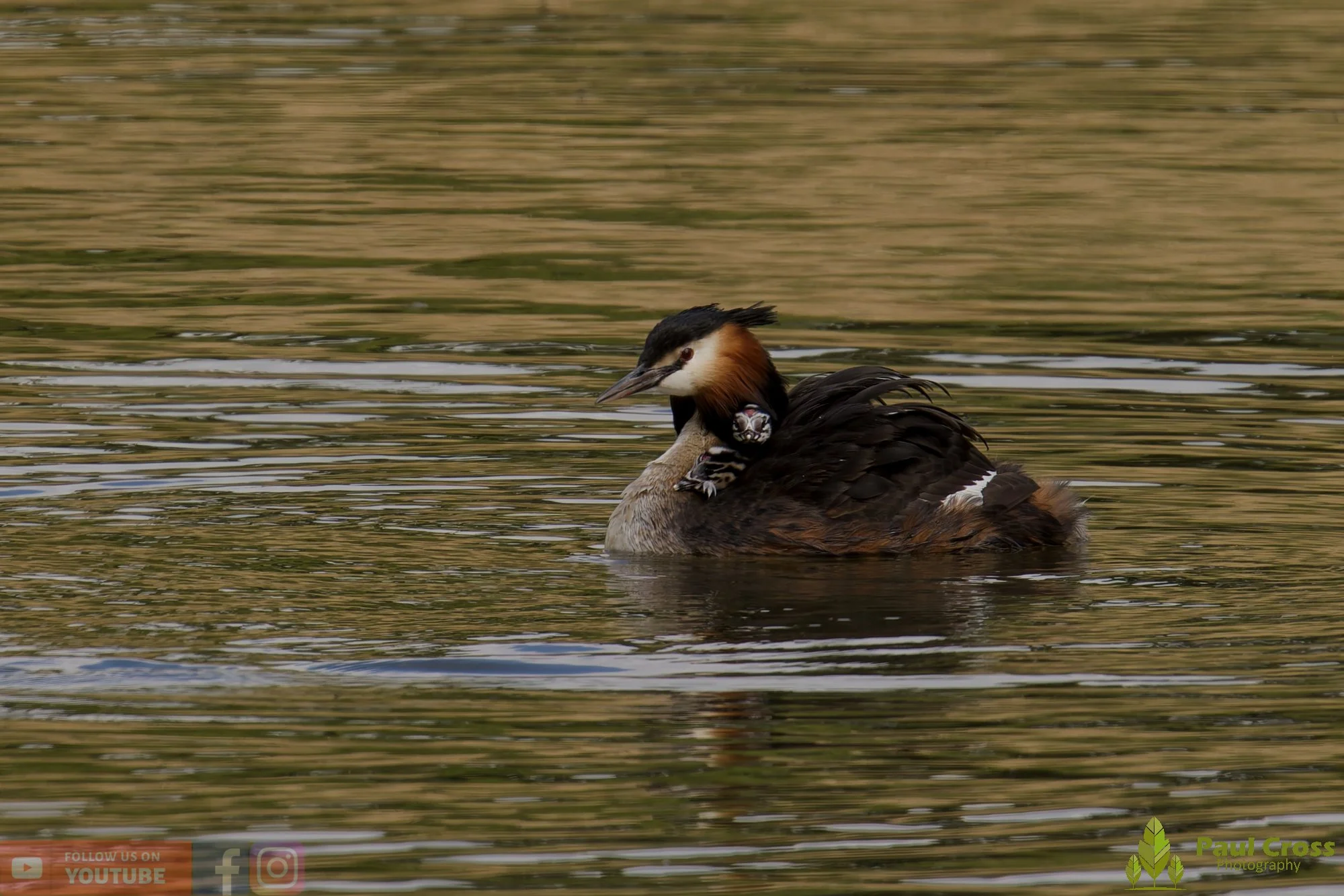 Great Crested Grebe-01153.jpg