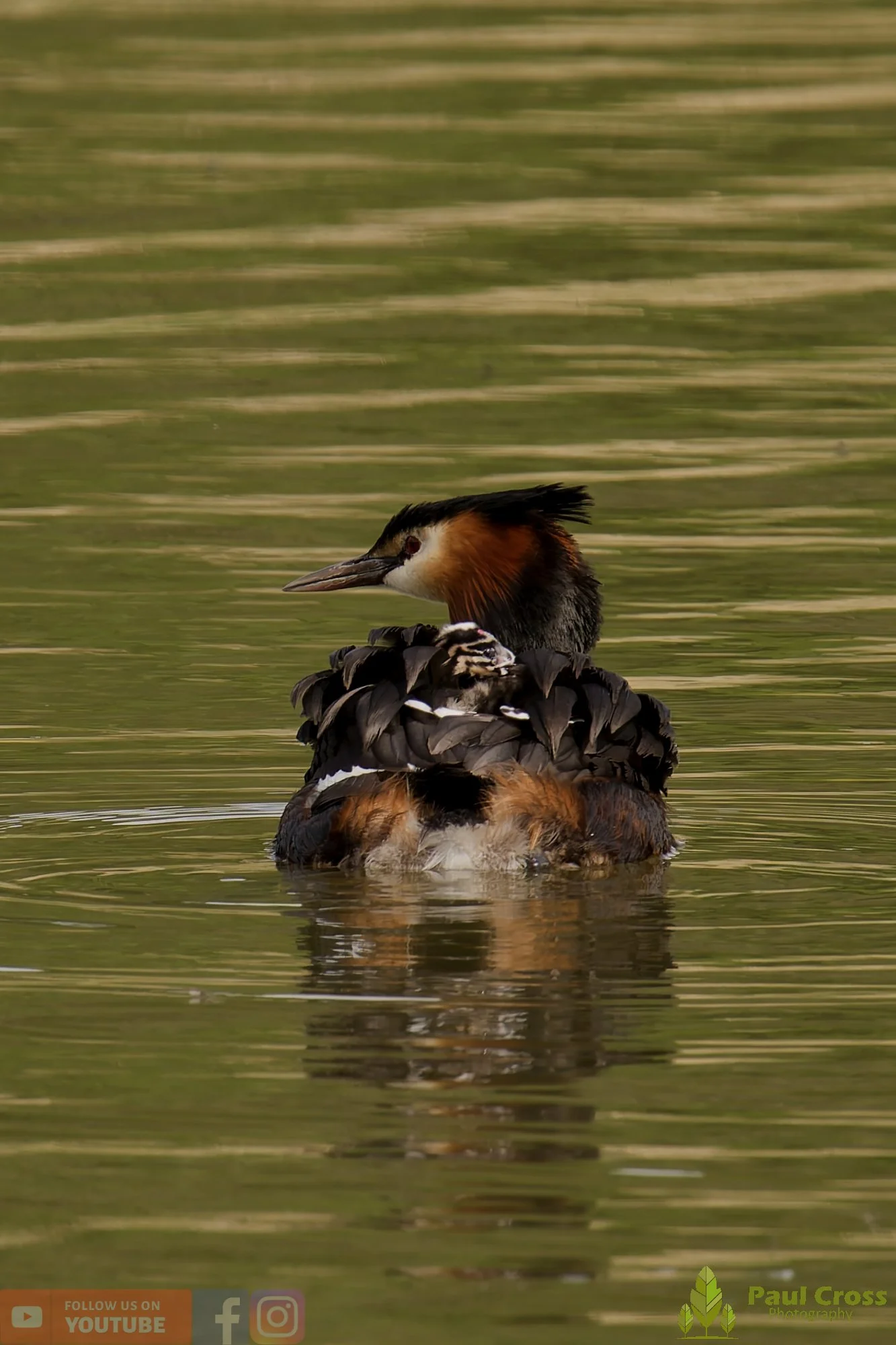 Great Crested Grebe-01154.jpg