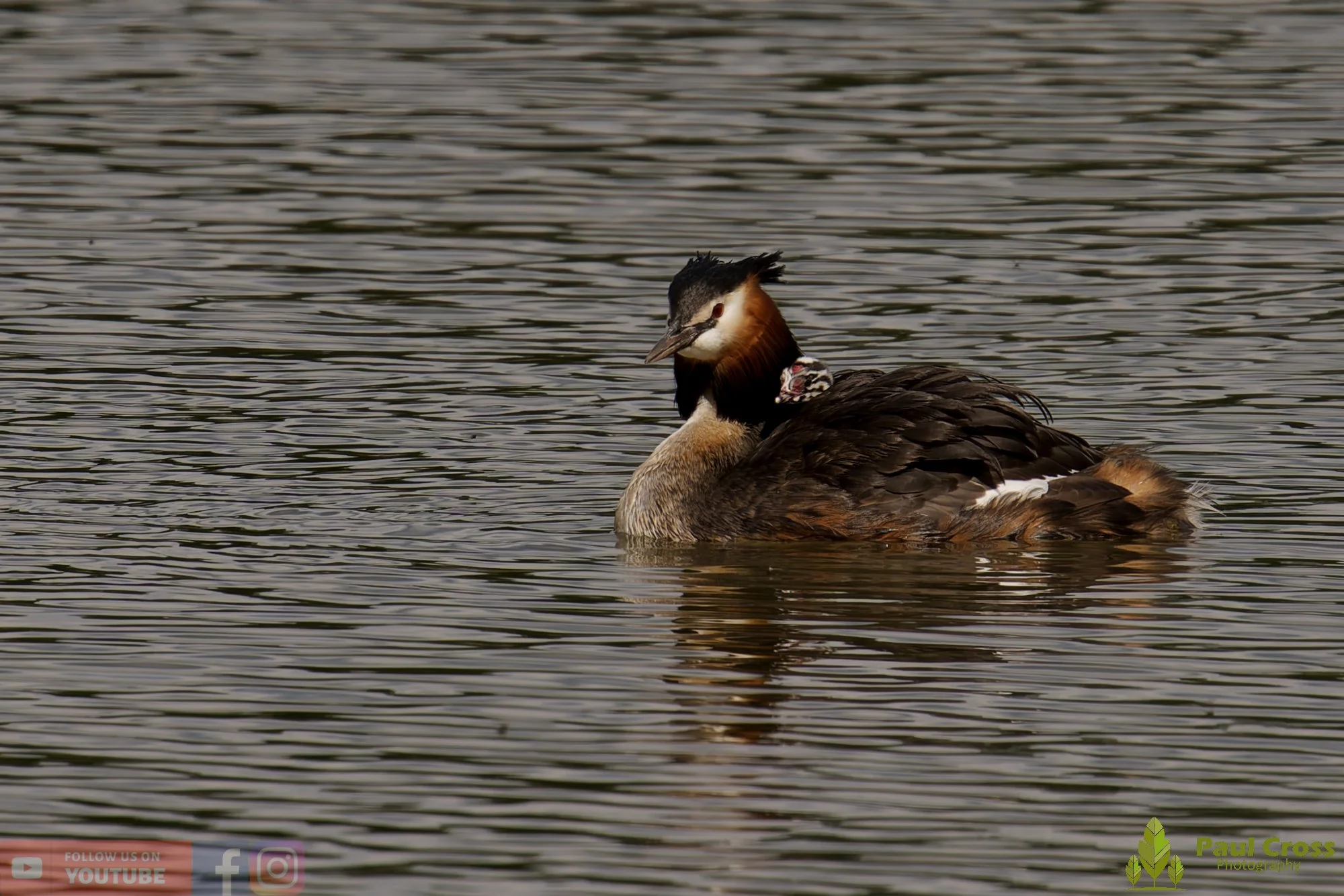 Great Crested Grebe-01157.jpg